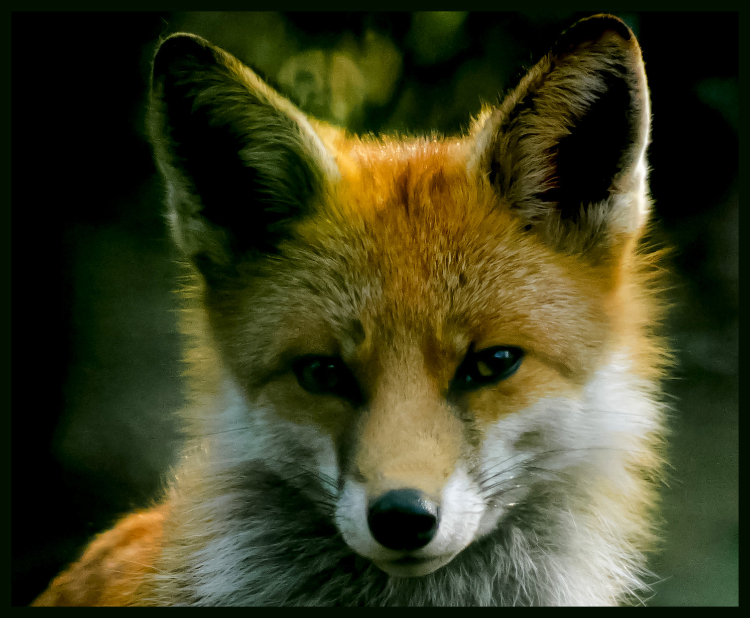 smc PENTAX-DA L 55-300mm F4-5.8 ED sample photo. Fox o photography