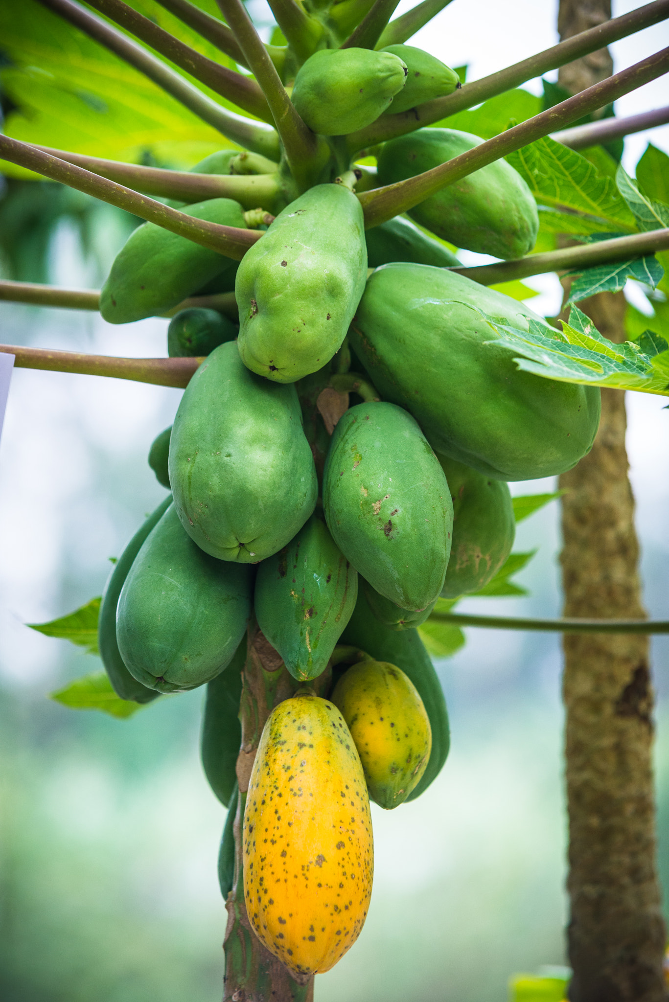 Sigma 70-200mm F2.8 EX DG Macro HSM II sample photo. Papaya on the tree photography