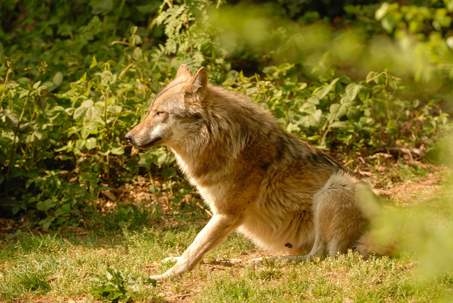 Nikon AF-S Nikkor 200-400mm F4G ED-IF VR sample photo. Stand or not stand up photography