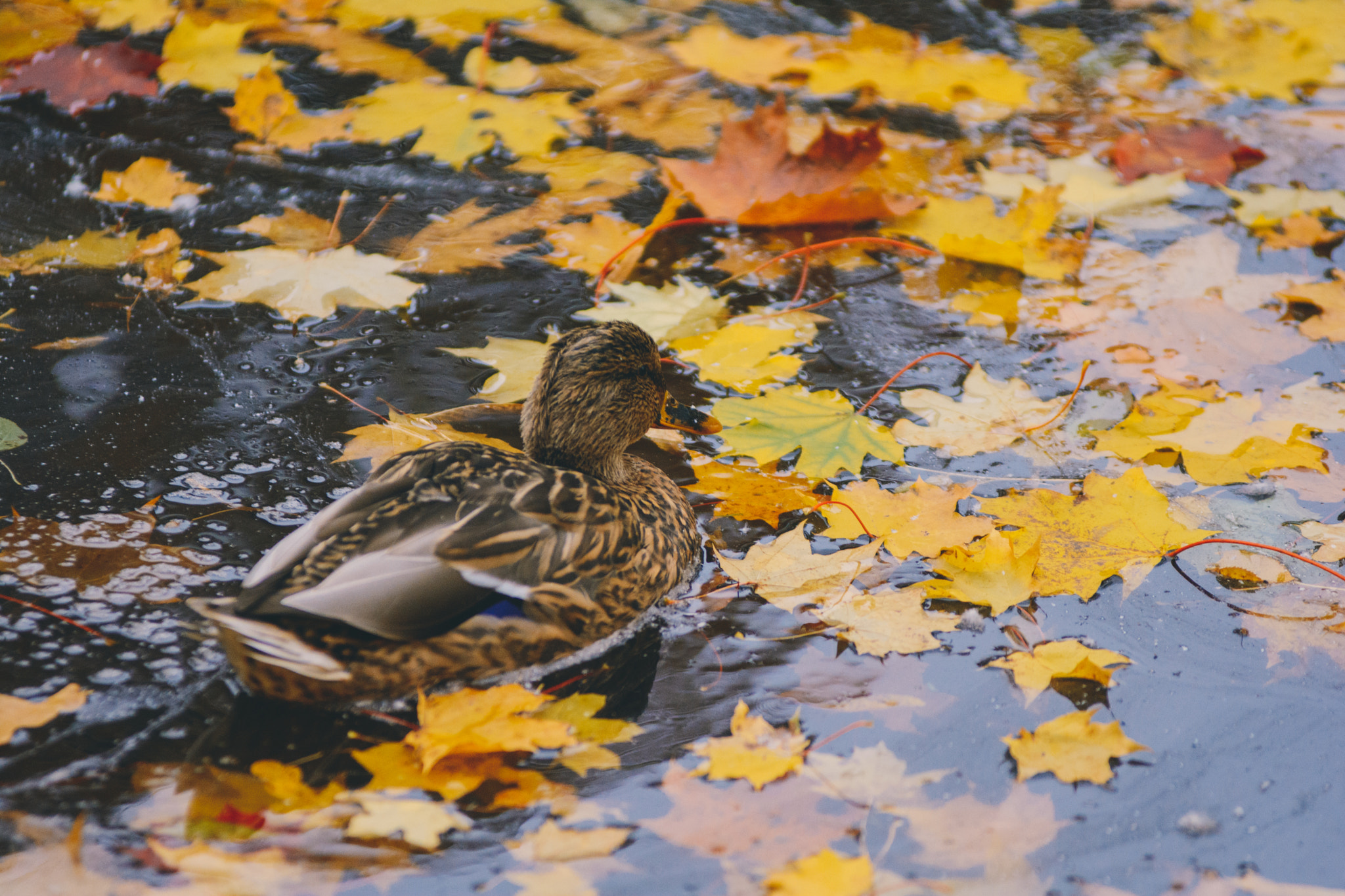 AF Zoom-Nikkor 80-200mm f/2.8 ED sample photo. Duck photography