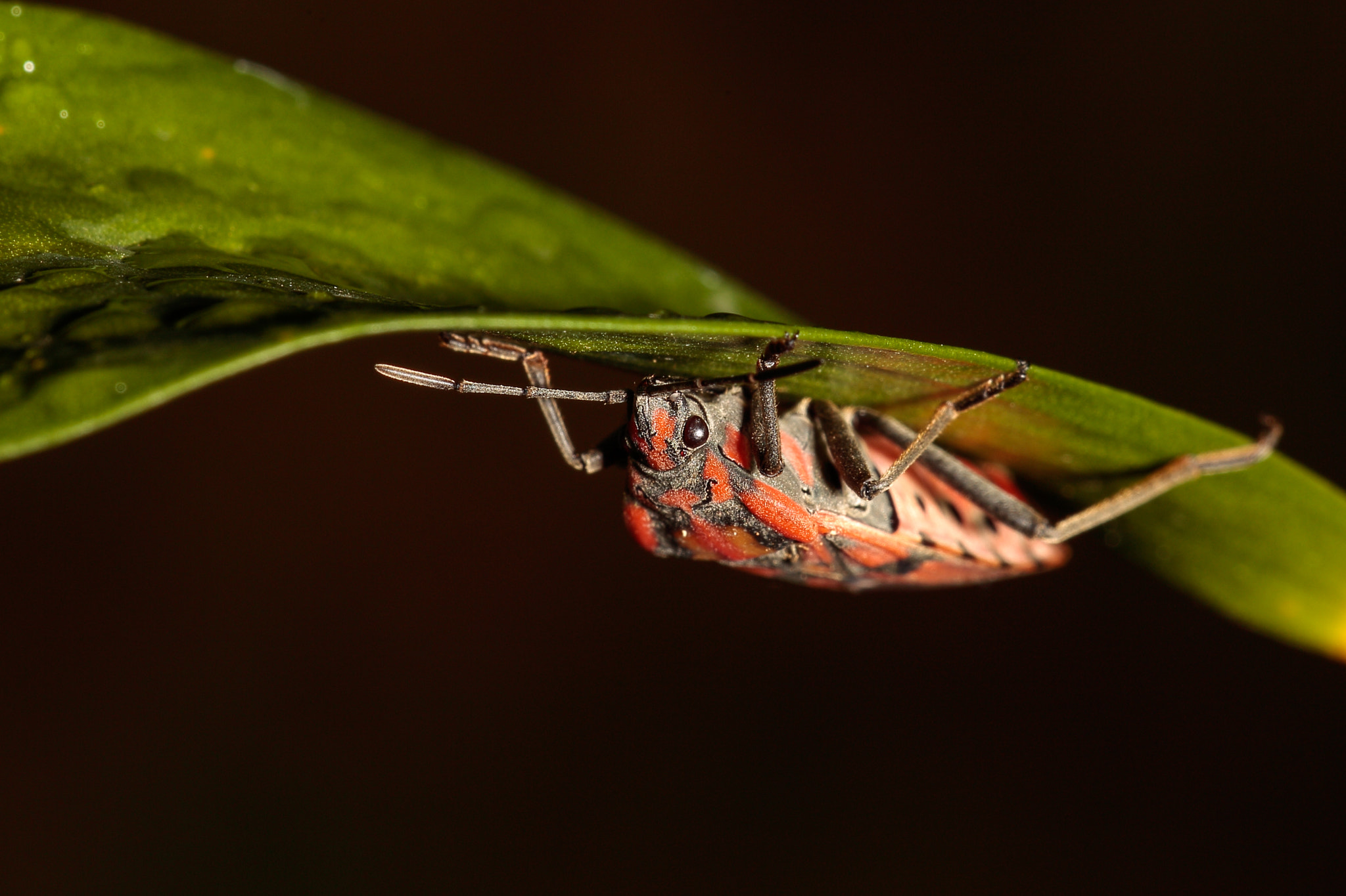 Sigma 150mm f/2.8 EX DG OS HSM APO Macro sample photo. Cobijo nocturno / night shelter photography