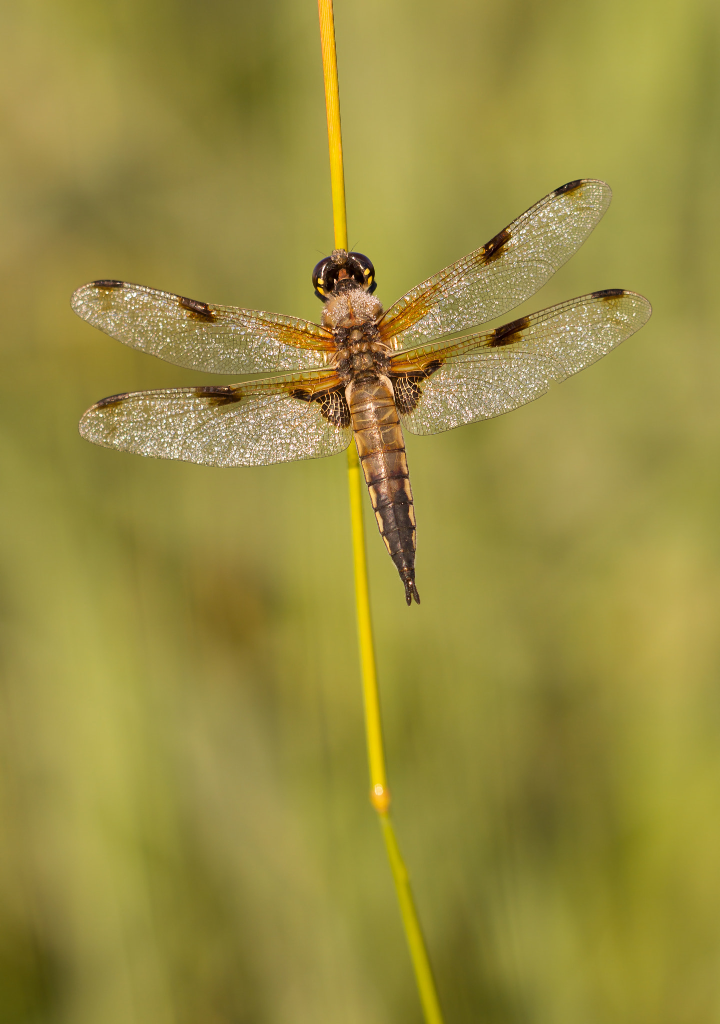 Sigma APO Macro 150mm f/2.8 EX DG HSM sample photo. Libellula quadrimaculata (vierfleck) photography