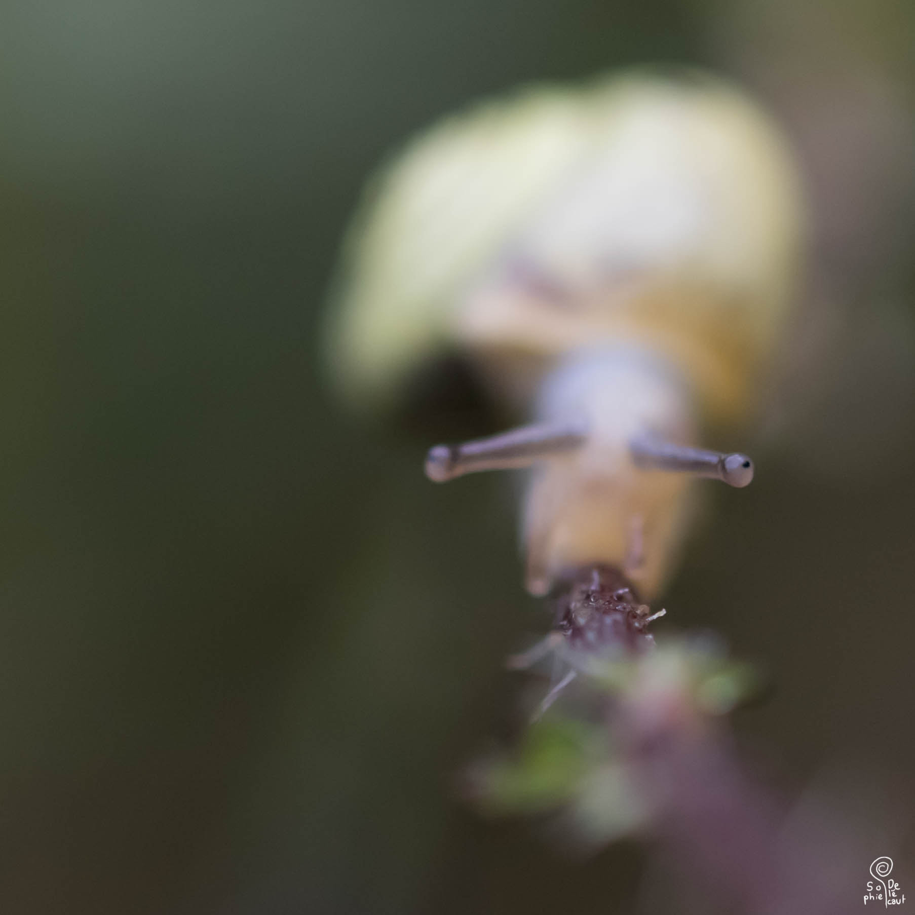 Sigma 105mm F2.8 EX DG OS HSM sample photo. Sa photography