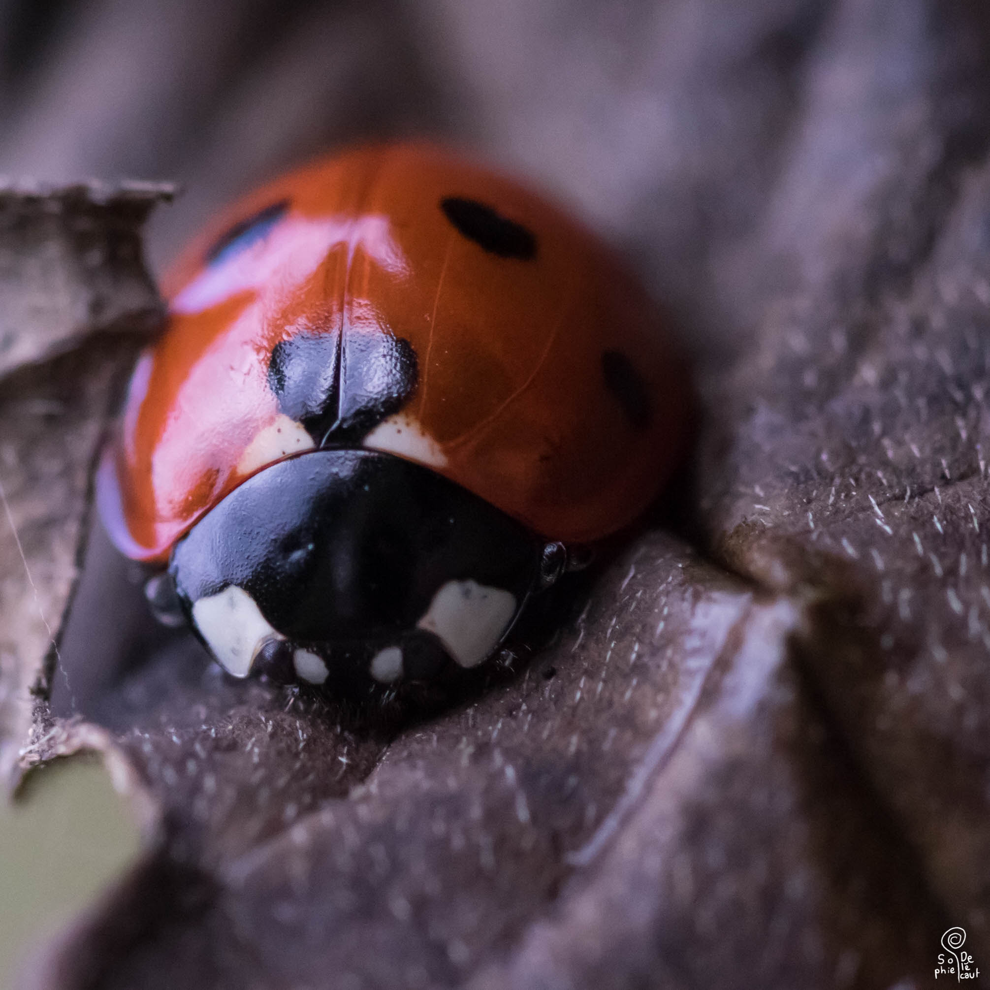 Sigma 105mm F2.8 EX DG OS HSM sample photo. Sa photography