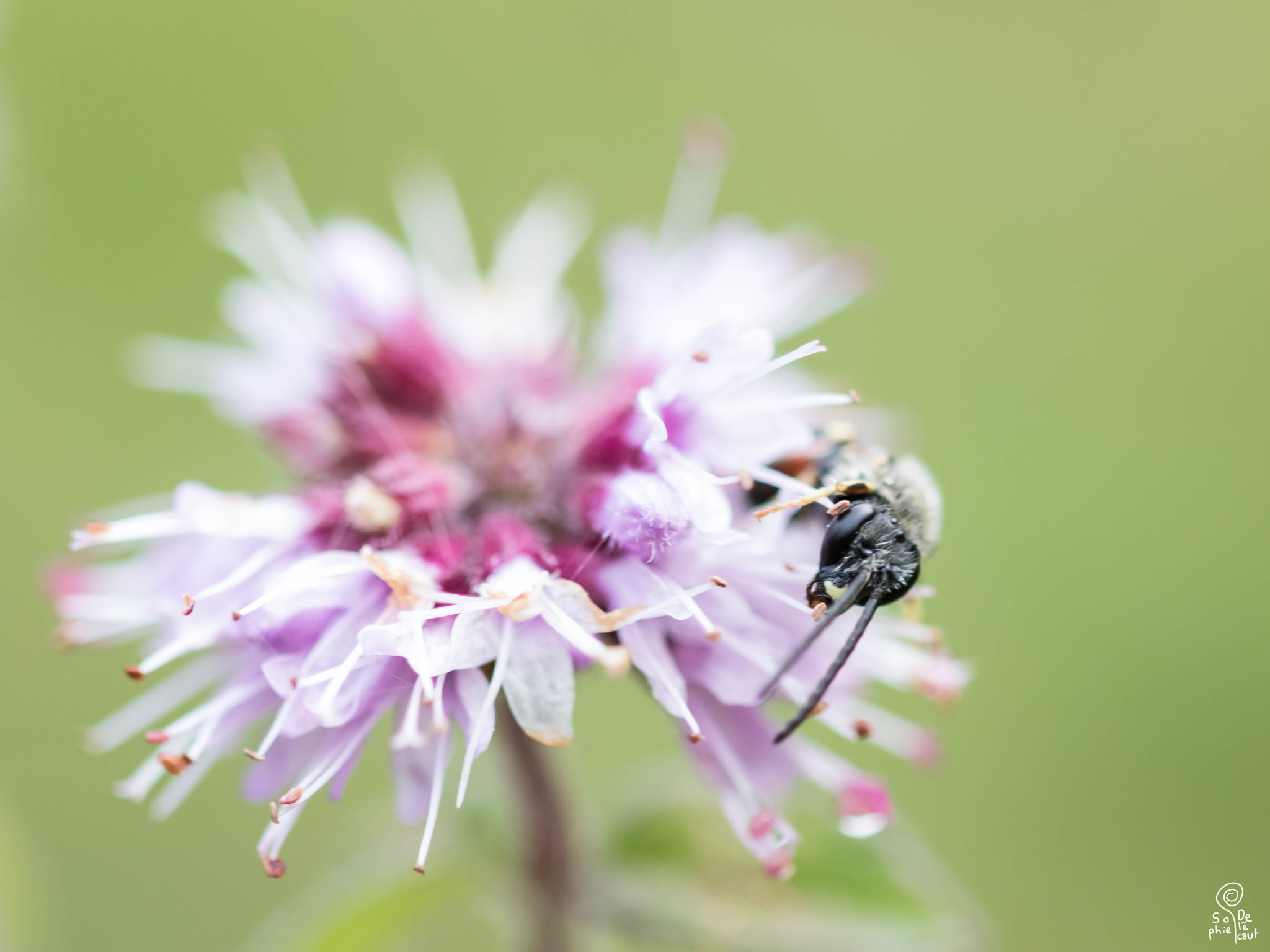 Sigma 105mm F2.8 EX DG OS HSM sample photo. Sa photography