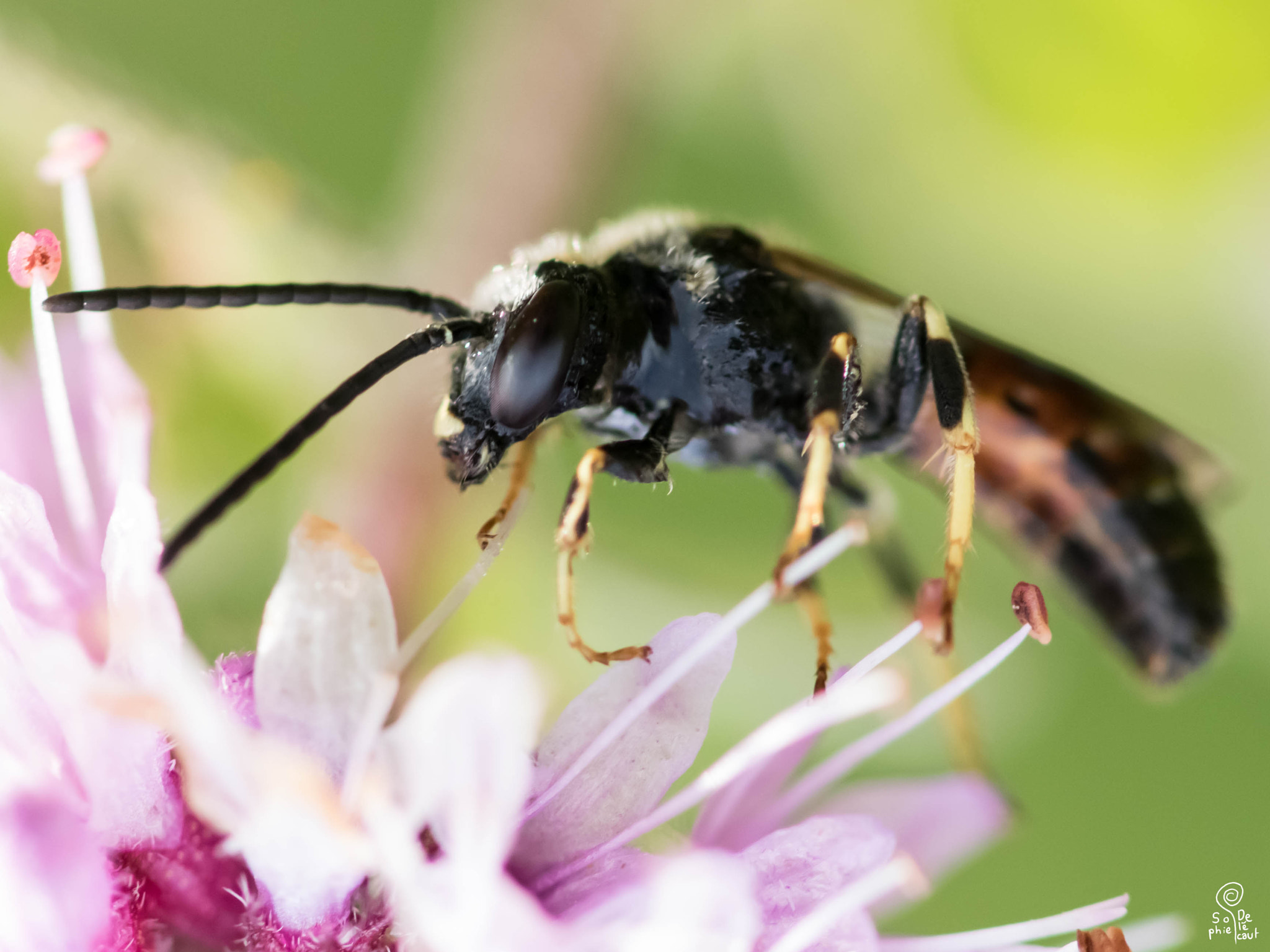 Sigma 105mm F2.8 EX DG OS HSM sample photo. Sa photography