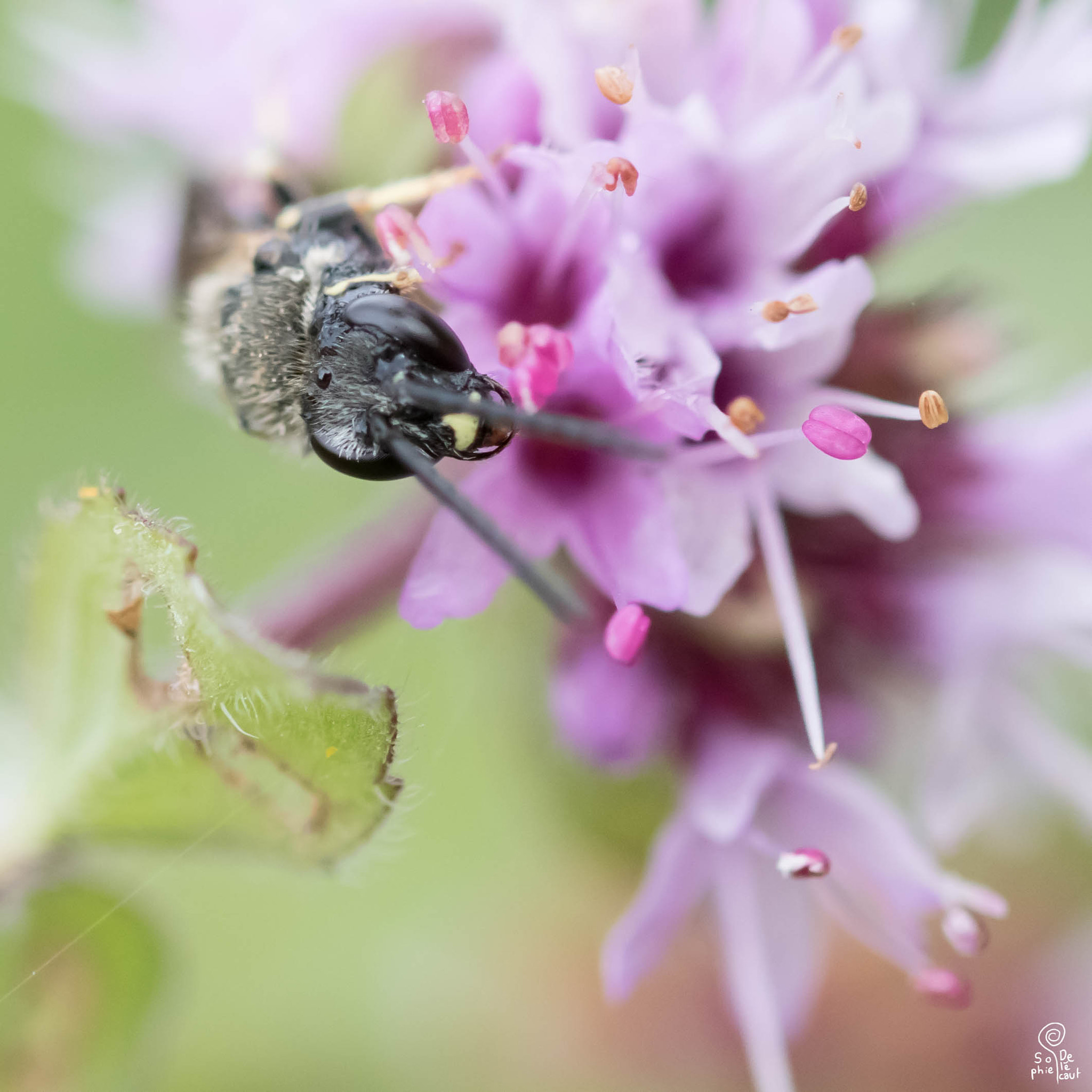 Sigma 105mm F2.8 EX DG OS HSM sample photo. Sa photography