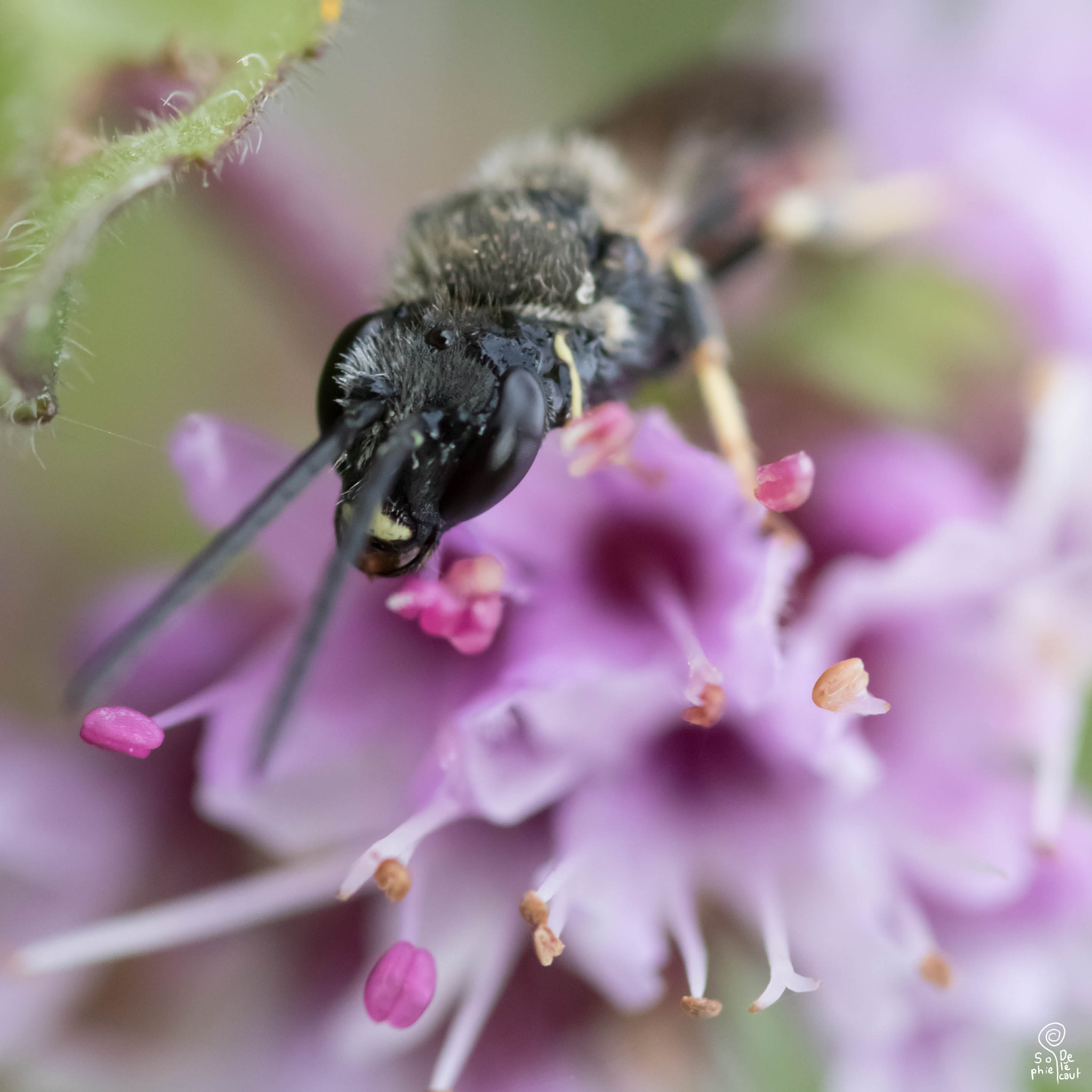 Sigma 105mm F2.8 EX DG OS HSM sample photo. Sa photography