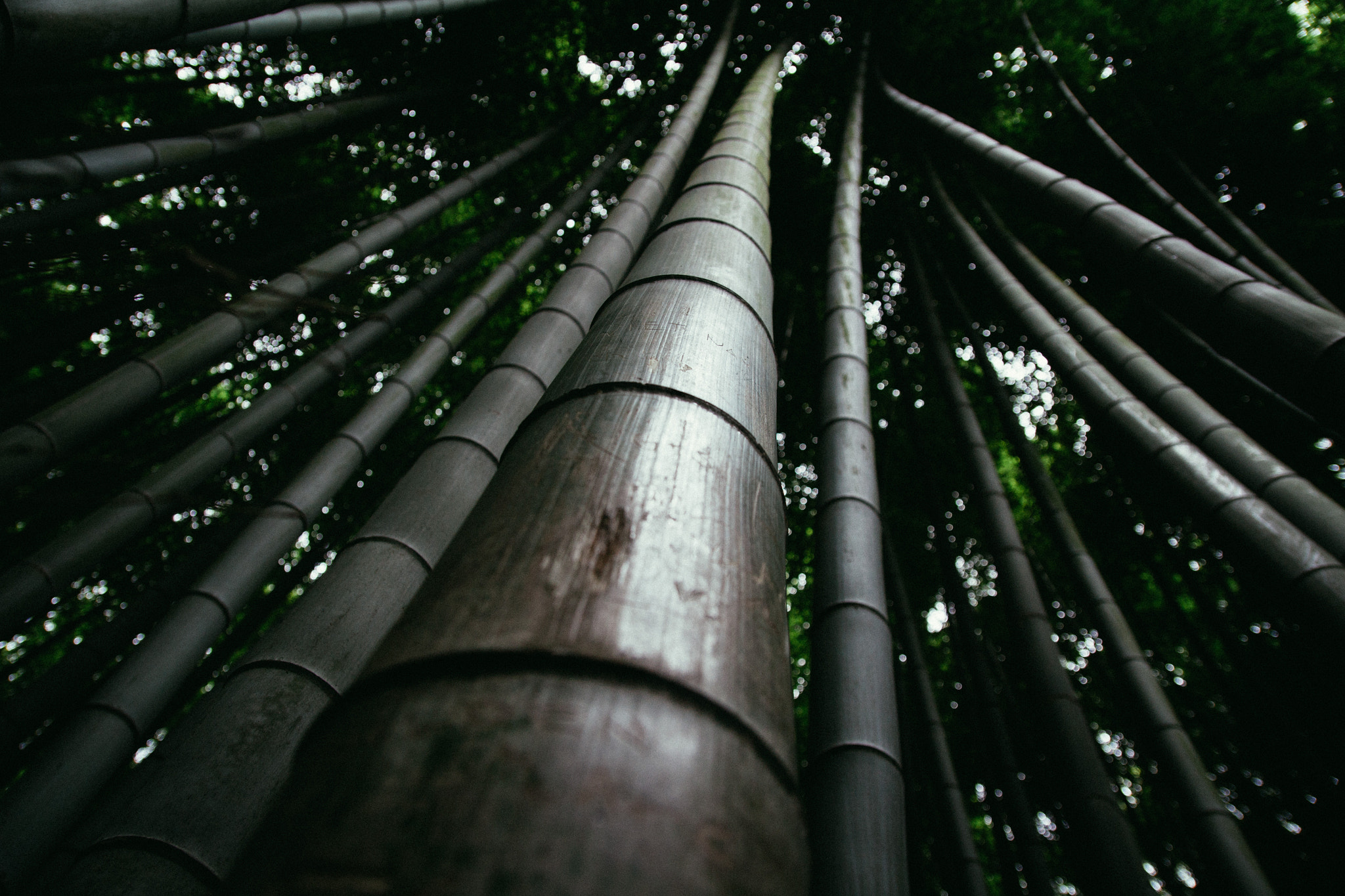 Canon EOS 100D (EOS Rebel SL1 / EOS Kiss X7) sample photo. Bamboo photography