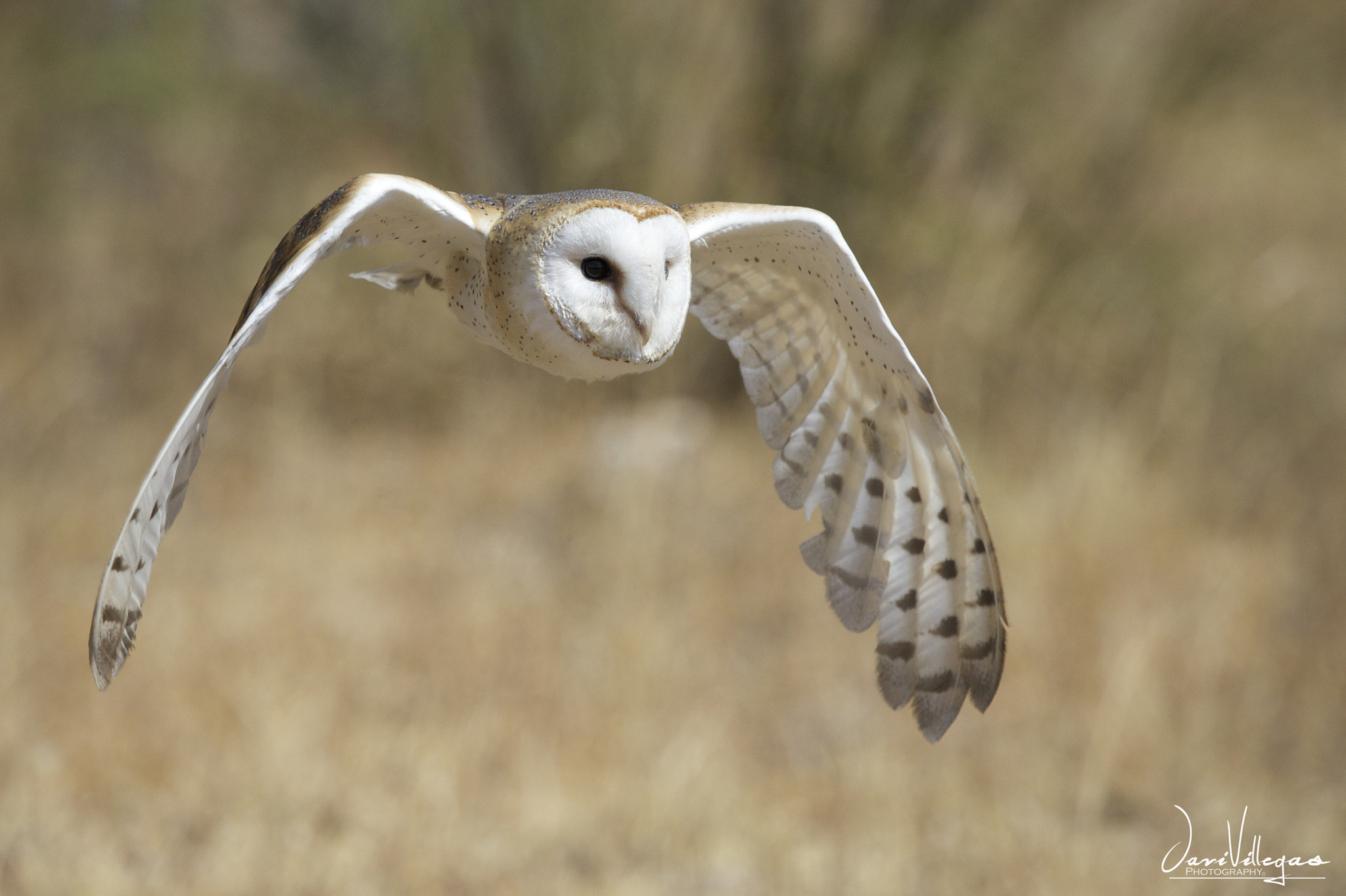 Canon EF 100-400mm F4.5-5.6L IS USM sample photo. Barnowl photography