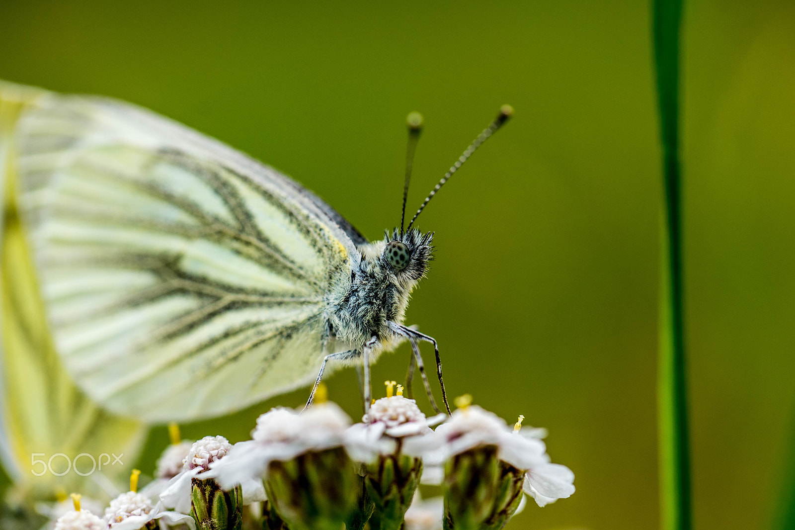 Nikon D600 sample photo. Butterfly photography