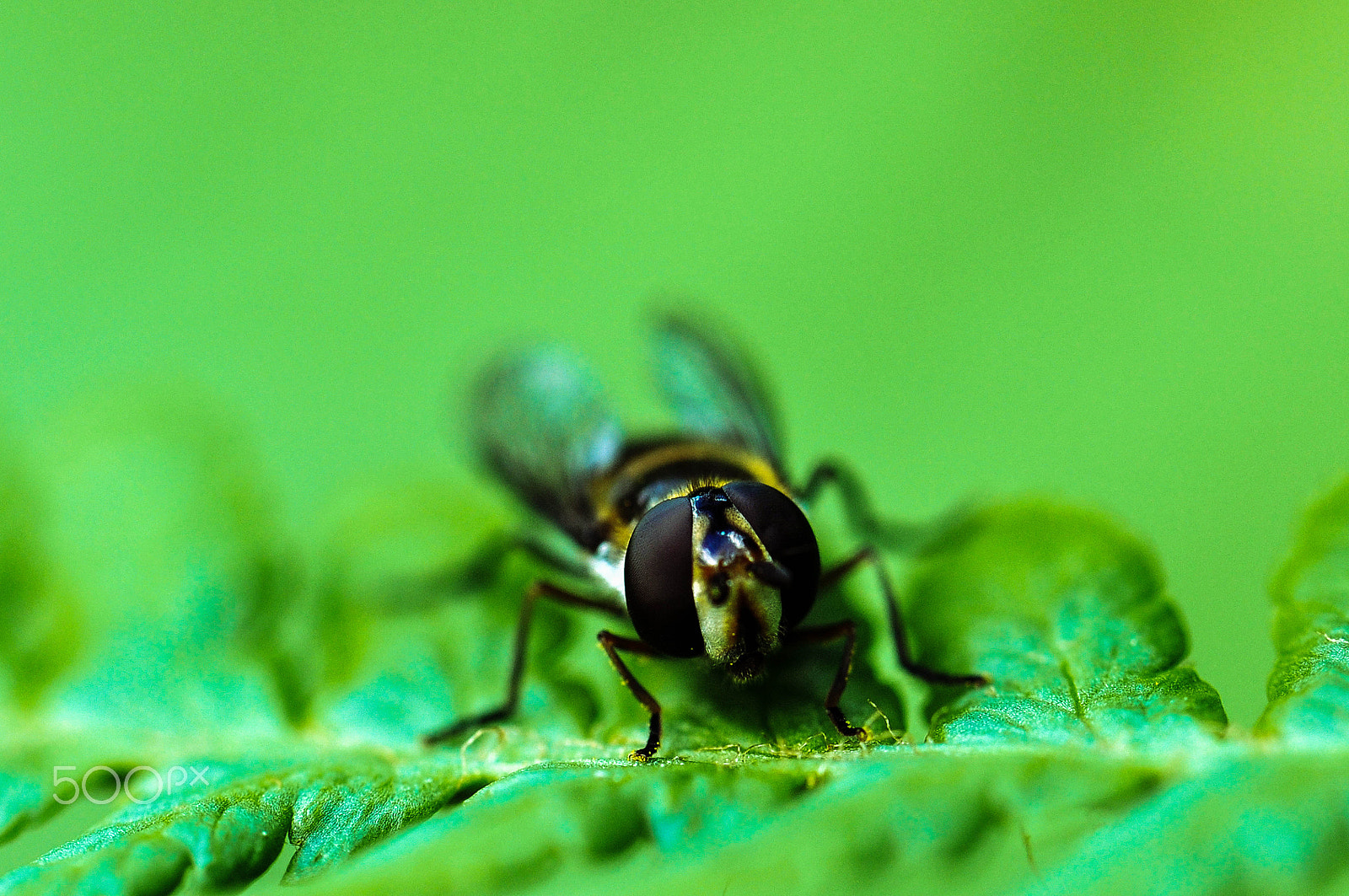 Nikon D5000 sample photo. Hoverfly photography