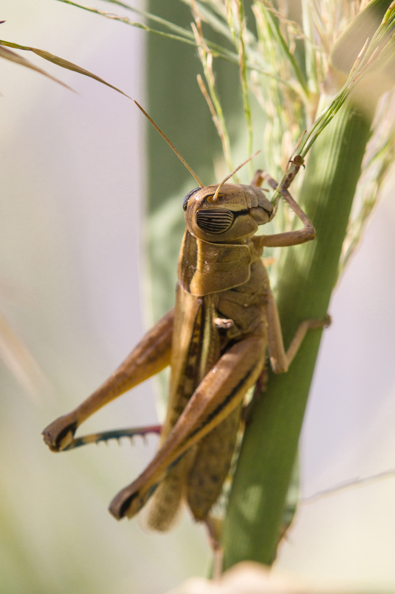 Canon EOS 60D + Tamron SP AF 180mm F3.5 Di LD (IF) Macro sample photo. Eyprepocnemis plorans photography