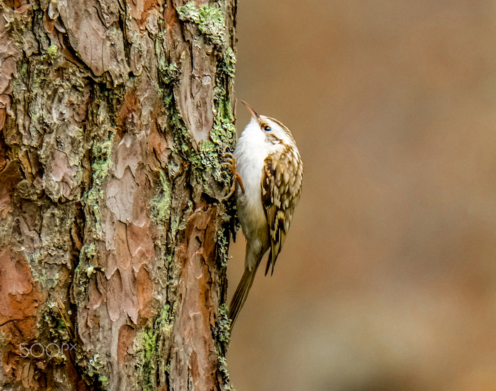 Fujifilm XF 100-400mm F4.5-5.6 R LM OIS WR sample photo. Dscf photography