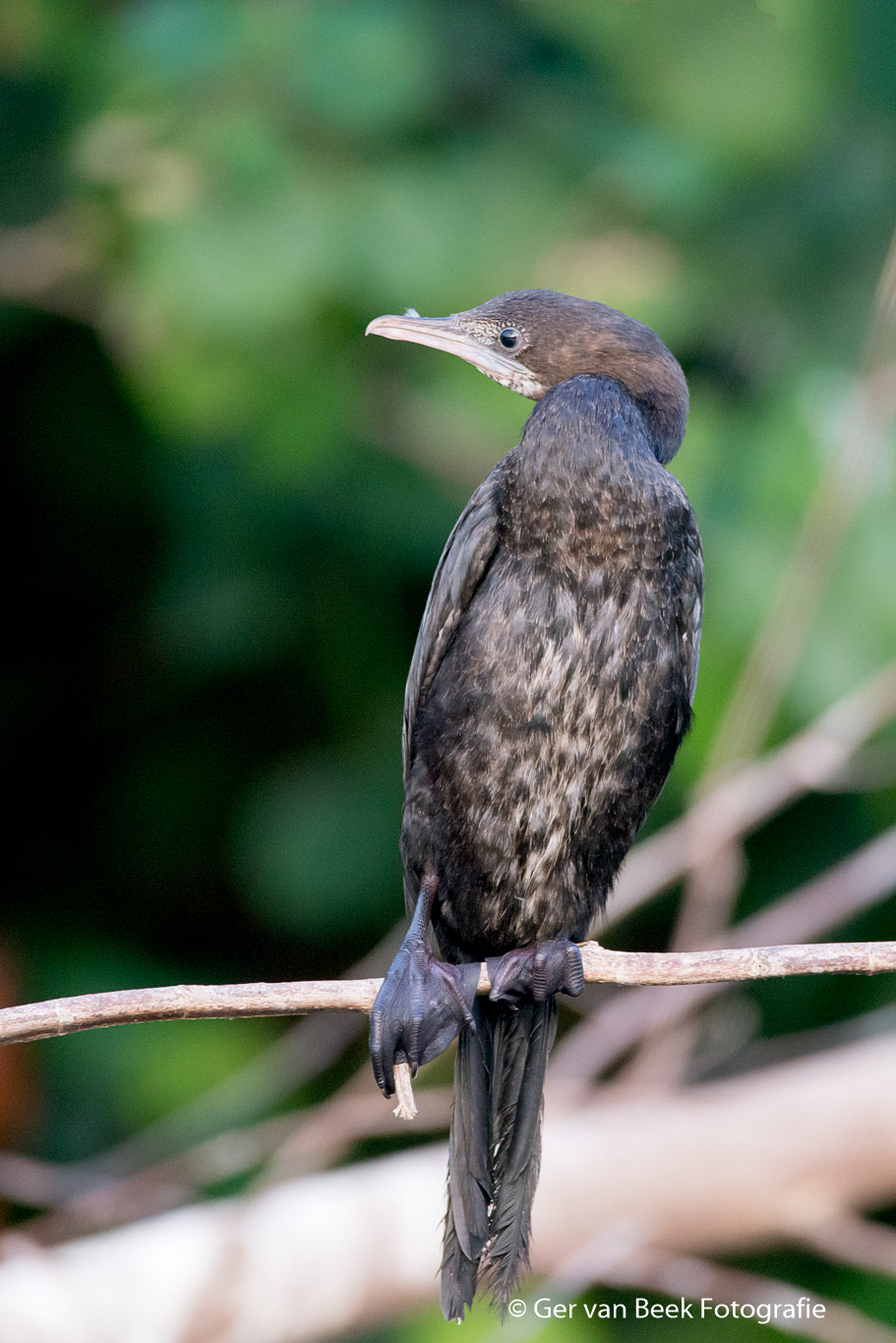 Sigma 150-600mm F5-6.3 DG OS HSM | C sample photo. Little cormorant photography
