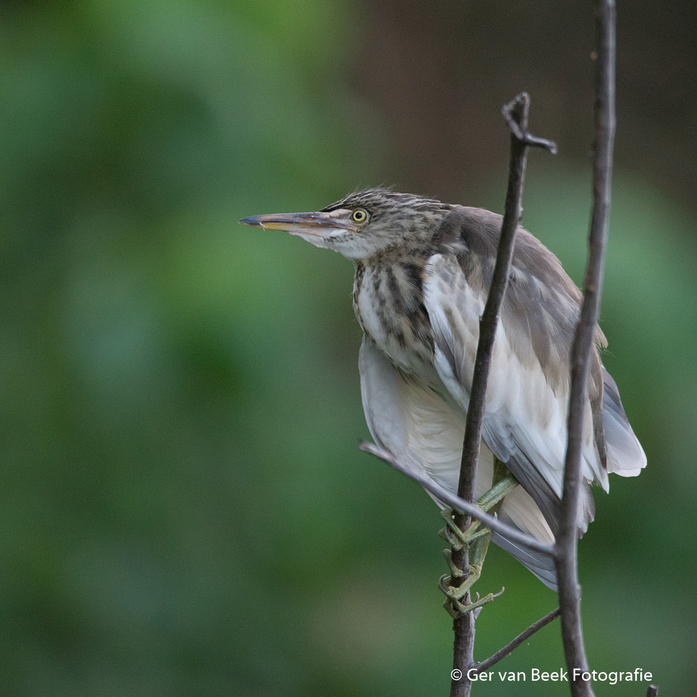 Sigma 150-600mm F5-6.3 DG OS HSM | C sample photo. Squacco heron photography