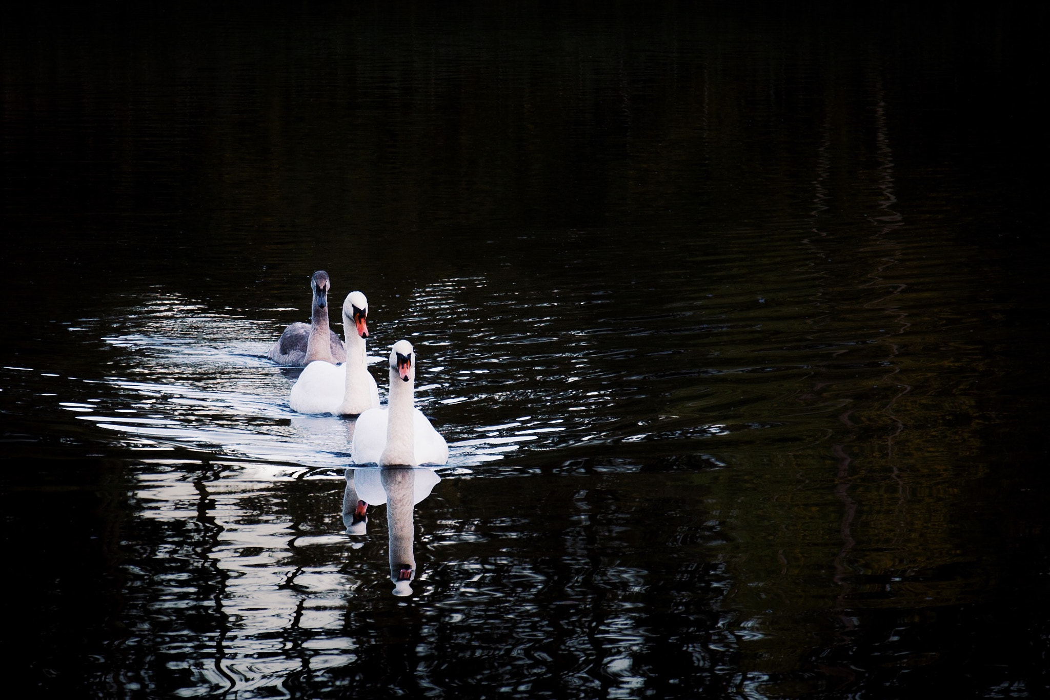 Sigma 17-70mm F2.8-4 DC Macro OS HSM sample photo. Swan family photography
