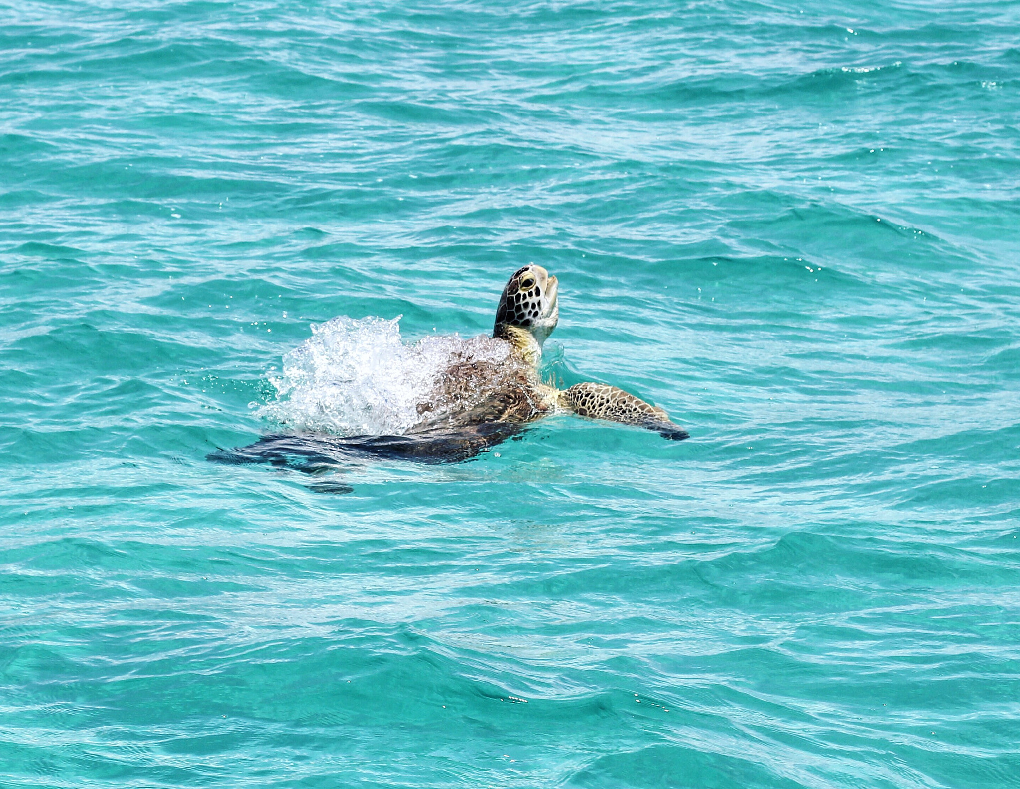Canon EF 50mm F1.4 USM sample photo. Swimming with turtles. photography