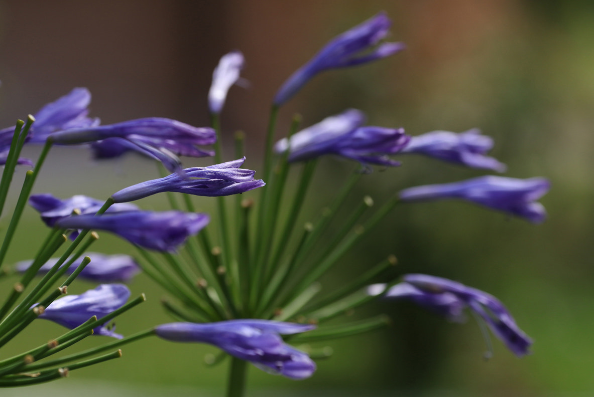 Canon EF 70-300mm F4-5.6L IS USM sample photo. Biased bloom photography