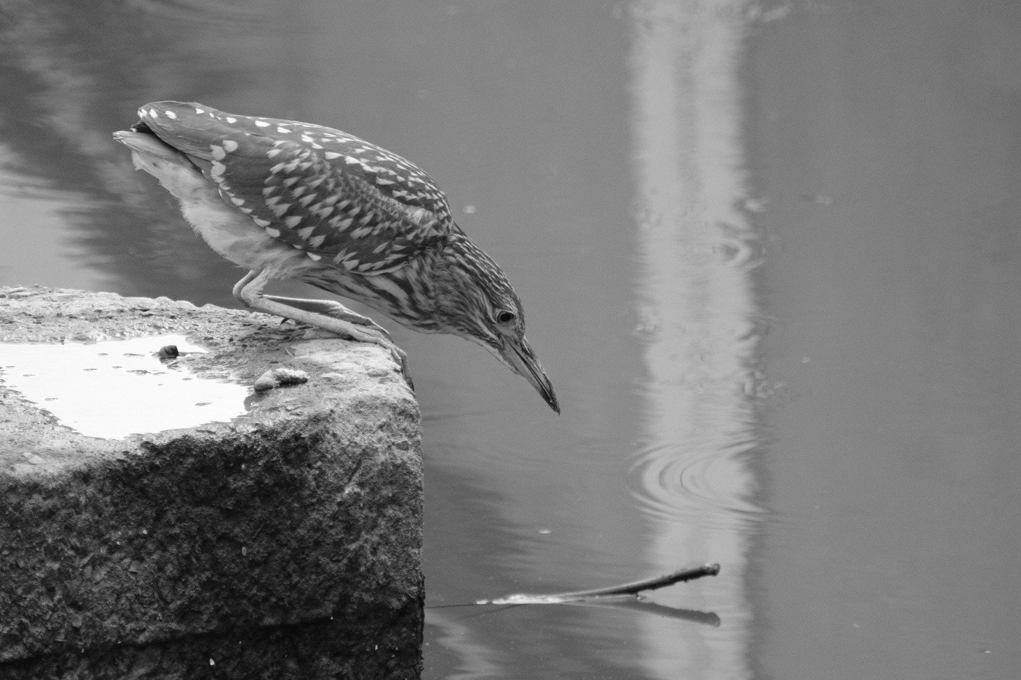 XF100-400mmF4.5-5.6 R LM OIS WR + 1.4x sample photo