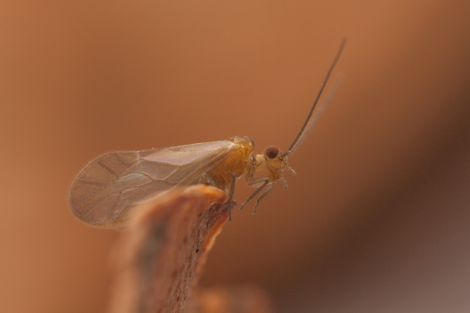 Canon EOS 5D Mark II + Canon MP-E 65mm F2.5 1-5x Macro Photo sample photo. Living on the edge photography