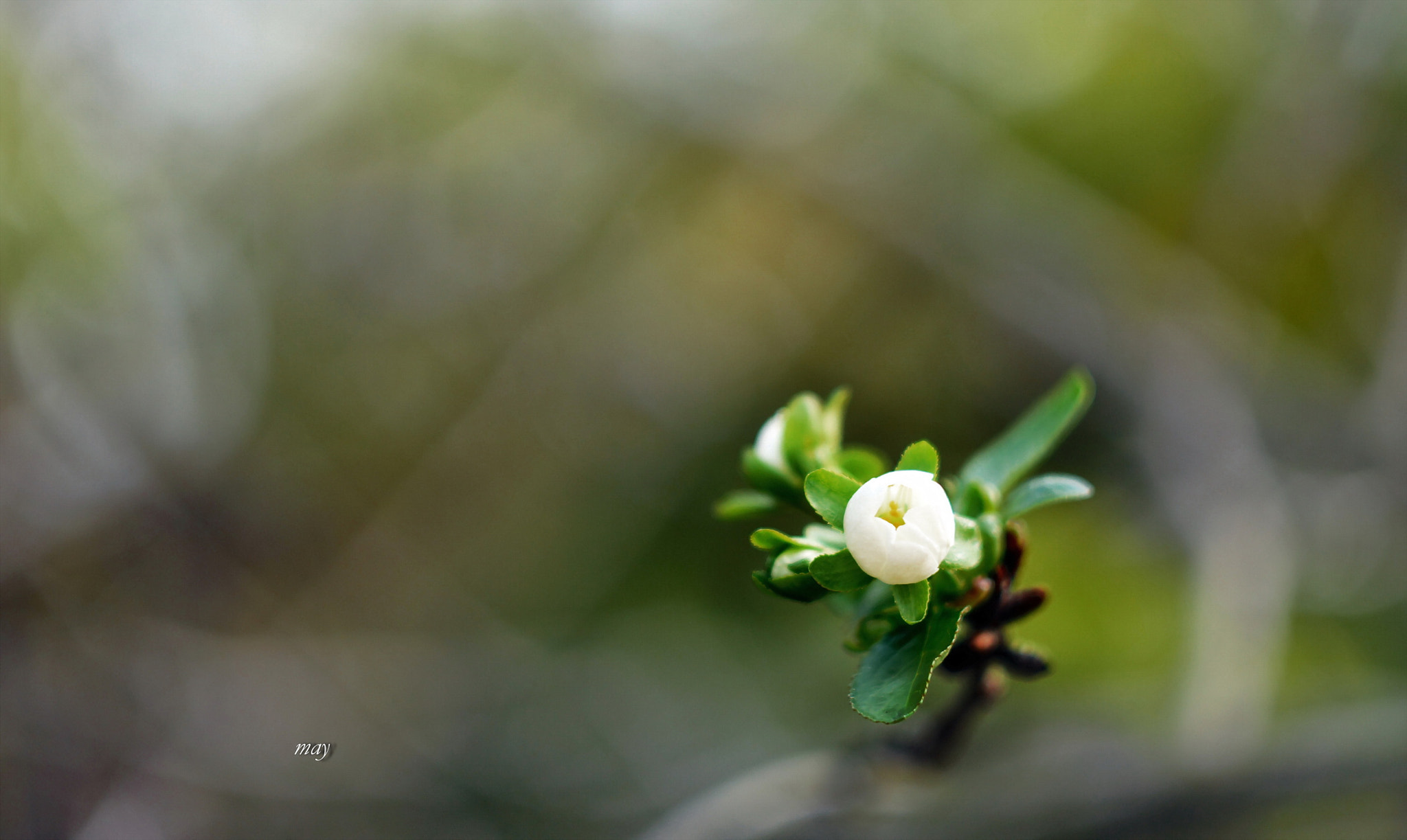 Sony SLT-A65 (SLT-A65V) + Minolta AF 50mm F1.7 sample photo. Cherry blossom in october.. photography