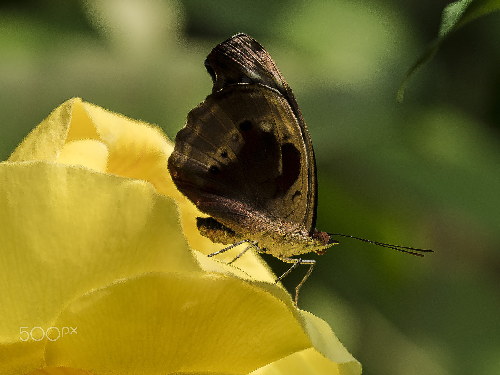 Olympus OM-D E-M1 + OLYMPUS M.300mm F4.0 sample photo. Fleck-schillerfalter" (myscelia cyaniris) photography
