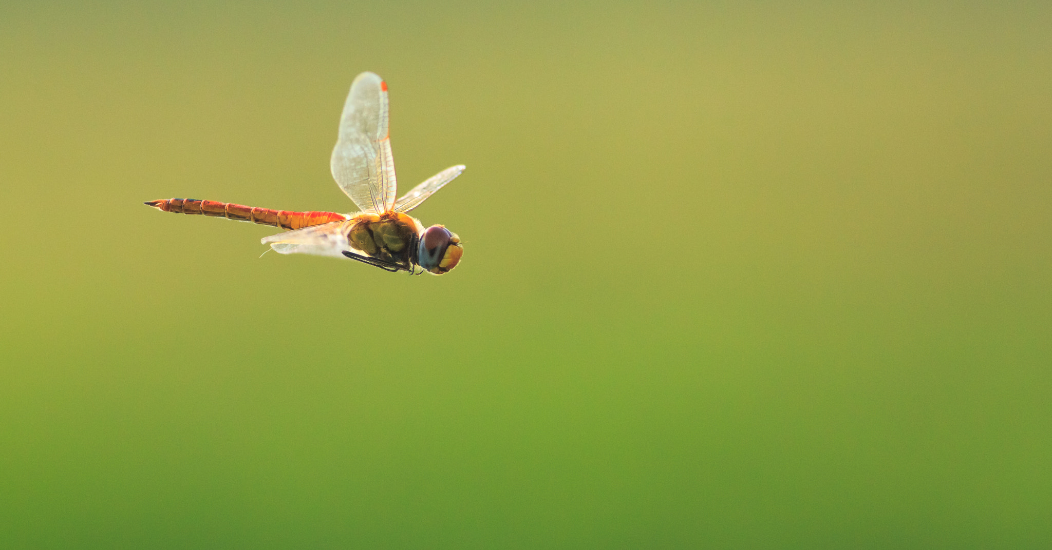 Canon EOS 550D (EOS Rebel T2i / EOS Kiss X4) + Canon EF 400mm F5.6L USM sample photo. Dragonfly in flight photography