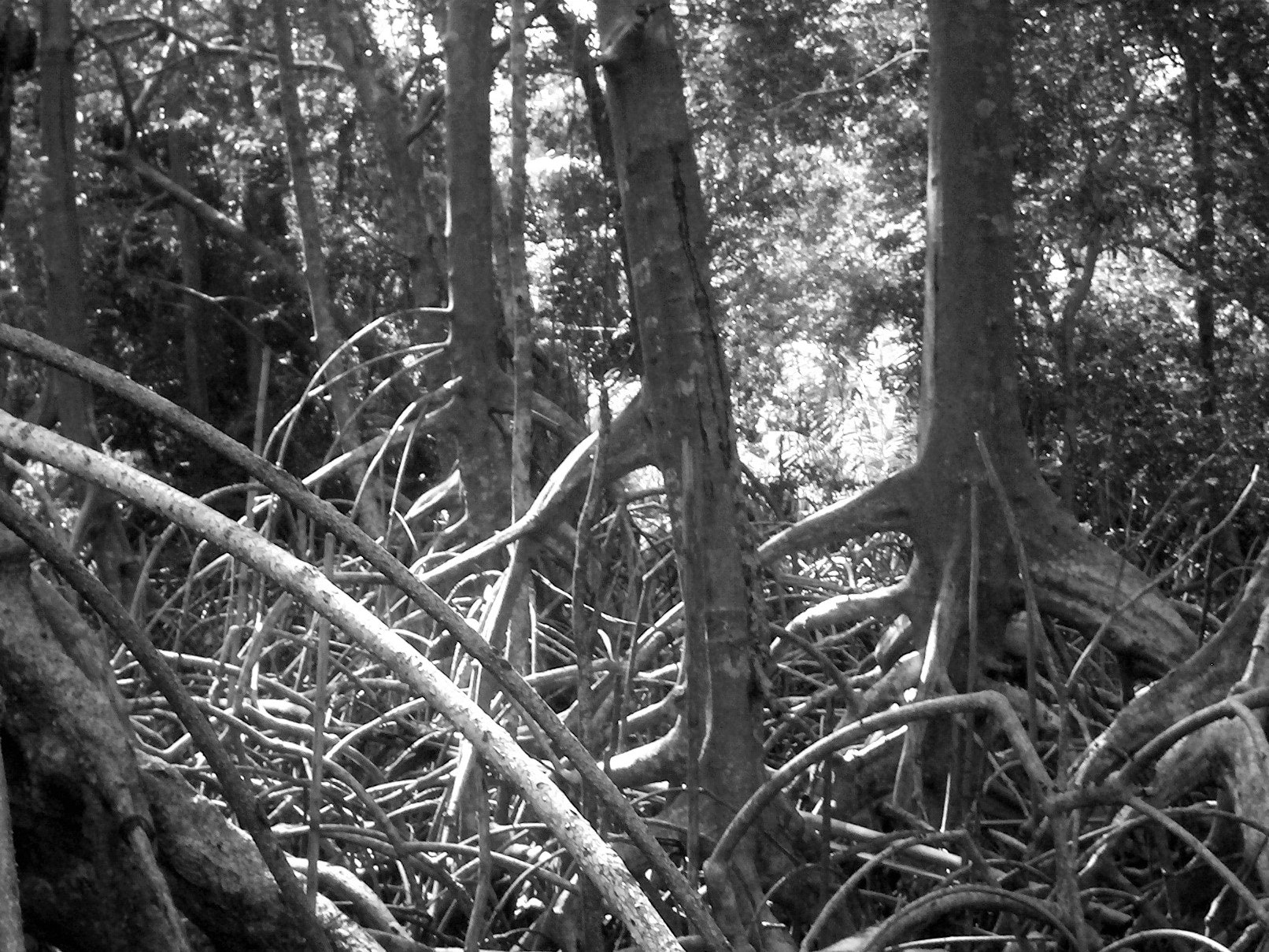 HP PHOTOSMART R507 (V01.00) sample photo. My personal forest photography