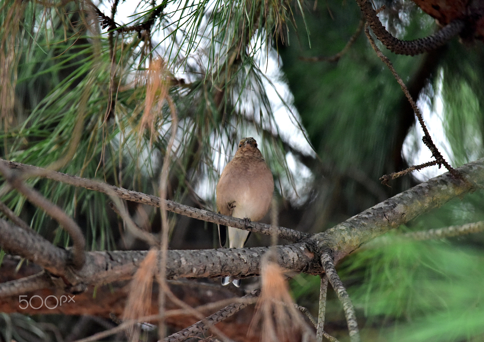 Sigma 150-500mm F5-6.3 DG OS HSM sample photo. Dsc photography