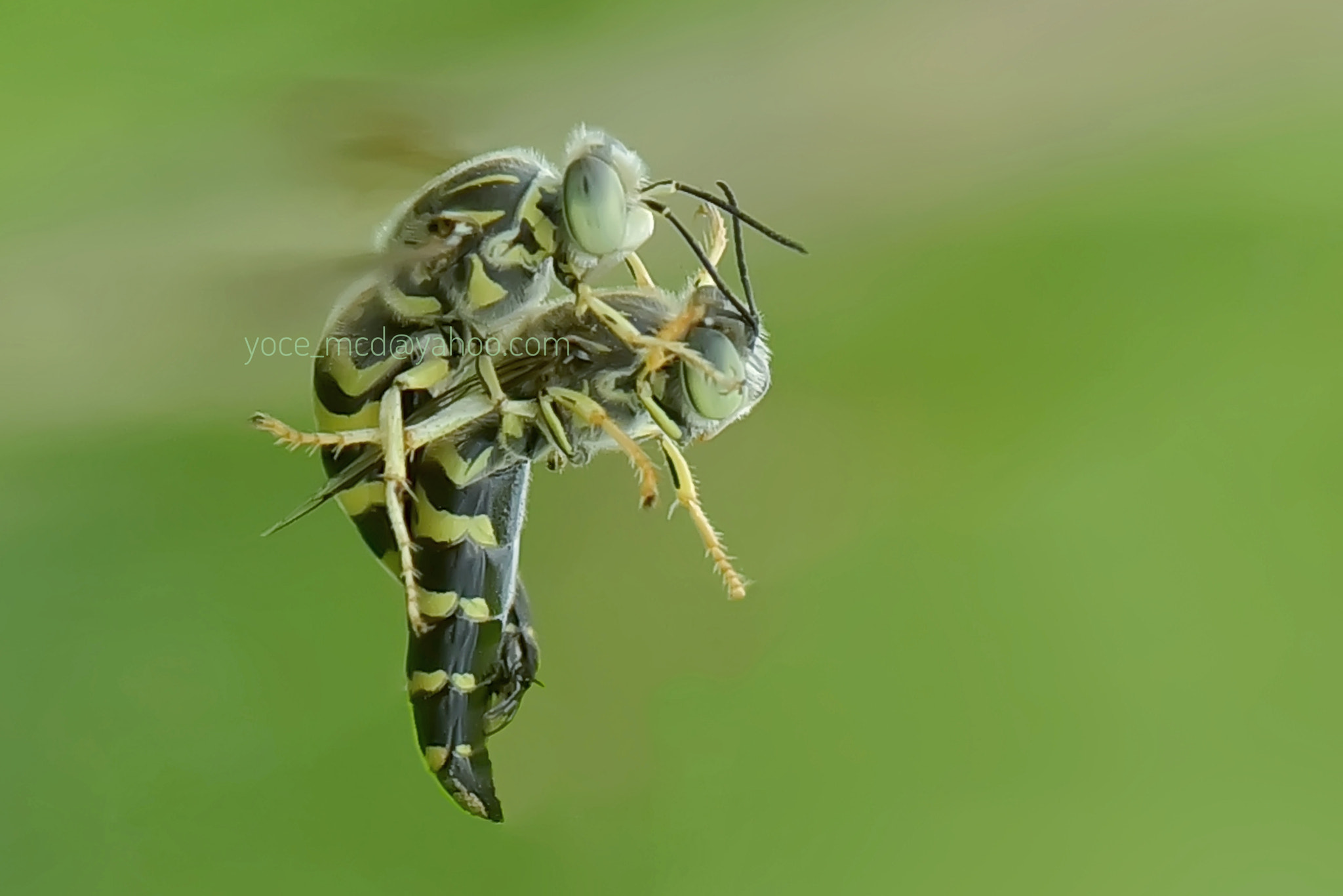 Nikon D750 + AF Nikkor 20mm f/2.8 sample photo. Mating on mid air photography