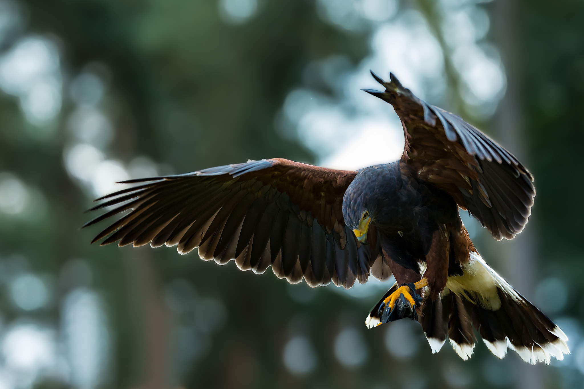 Canon EF 200mm F2L IS USM sample photo. Harris hawk..... photography