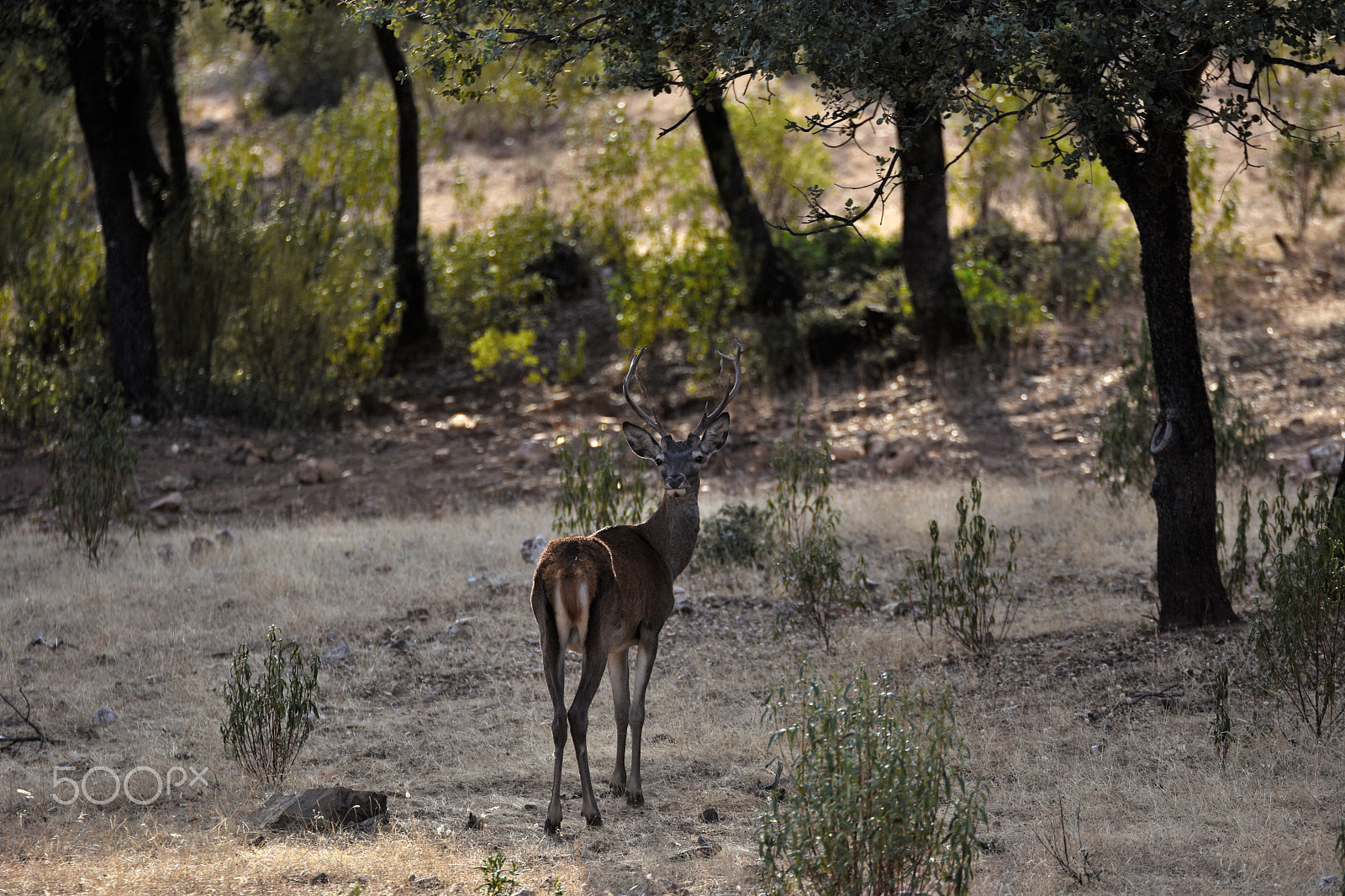 Tamron SP 70-200mm F2.8 Di VC USD sample photo. Deer (cervus elaphus) photography