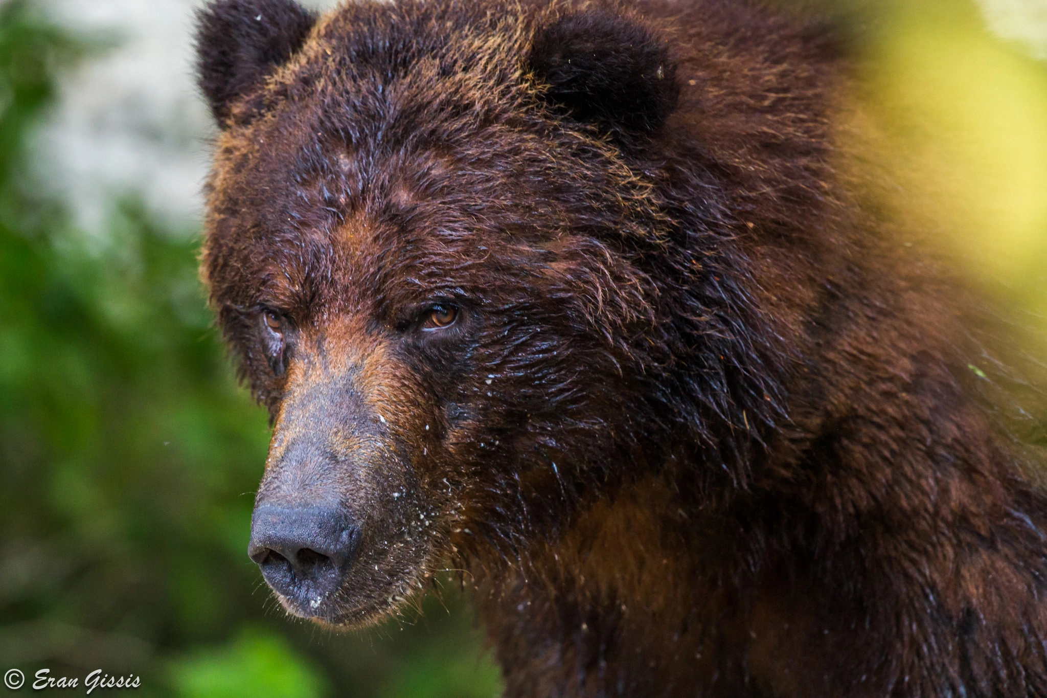 Canon EF 500mm F4L IS II USM sample photo. Grizzly photography