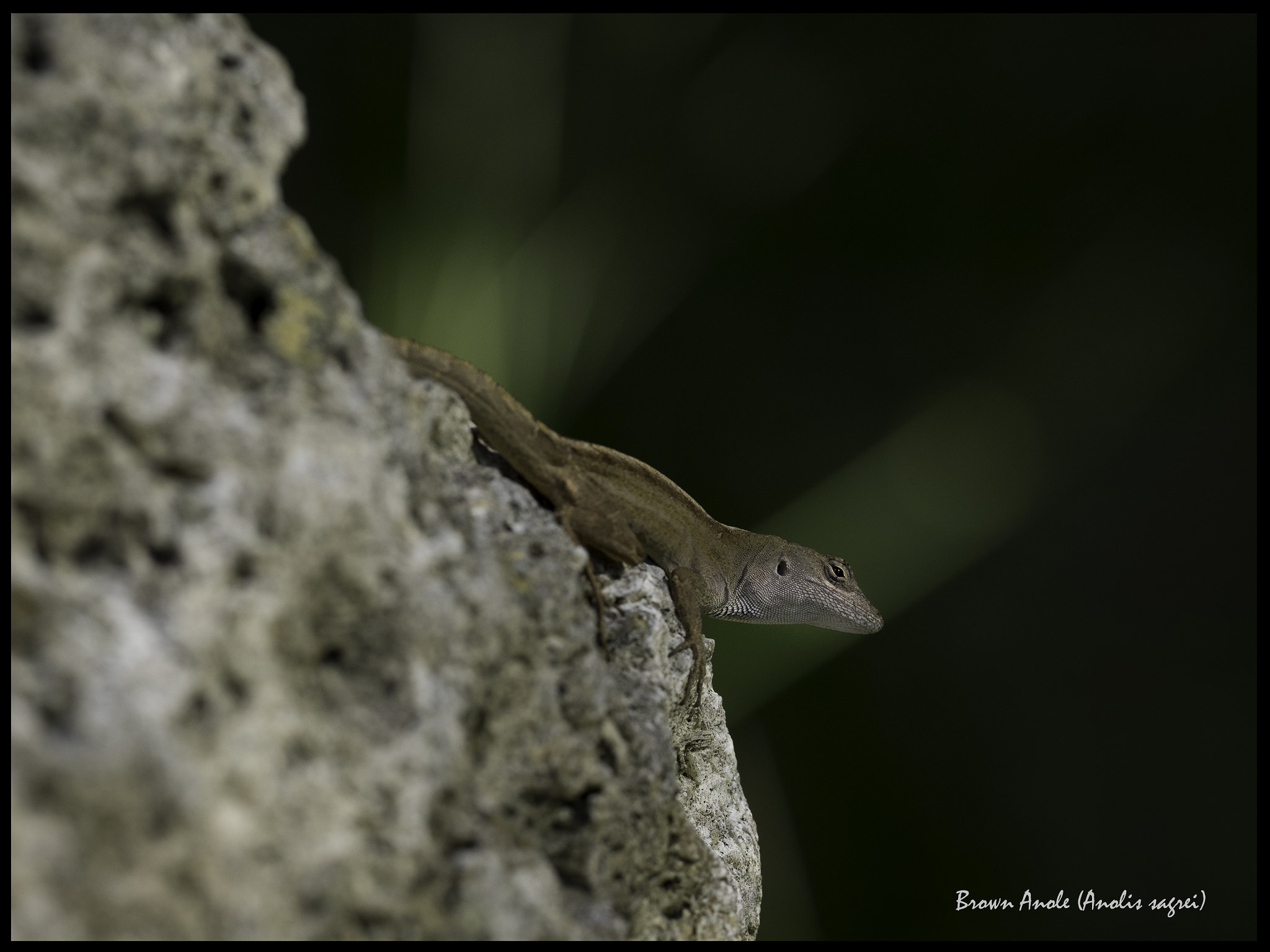 Olympus OM-D E-M1 + OLYMPUS M.300mm F4.0 sample photo. Florida native photography