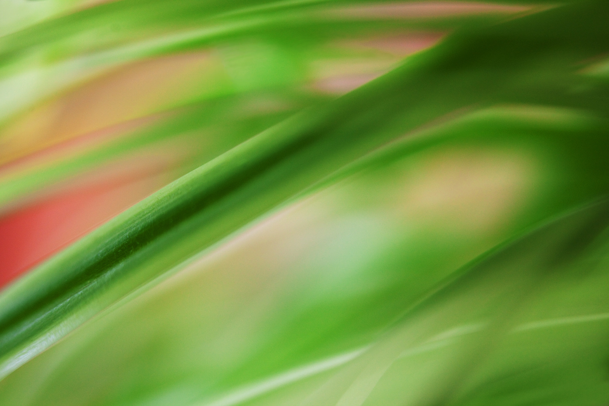 Canon EF 100mm F2.8 Macro USM sample photo. Macro aolsnccuzncu photography