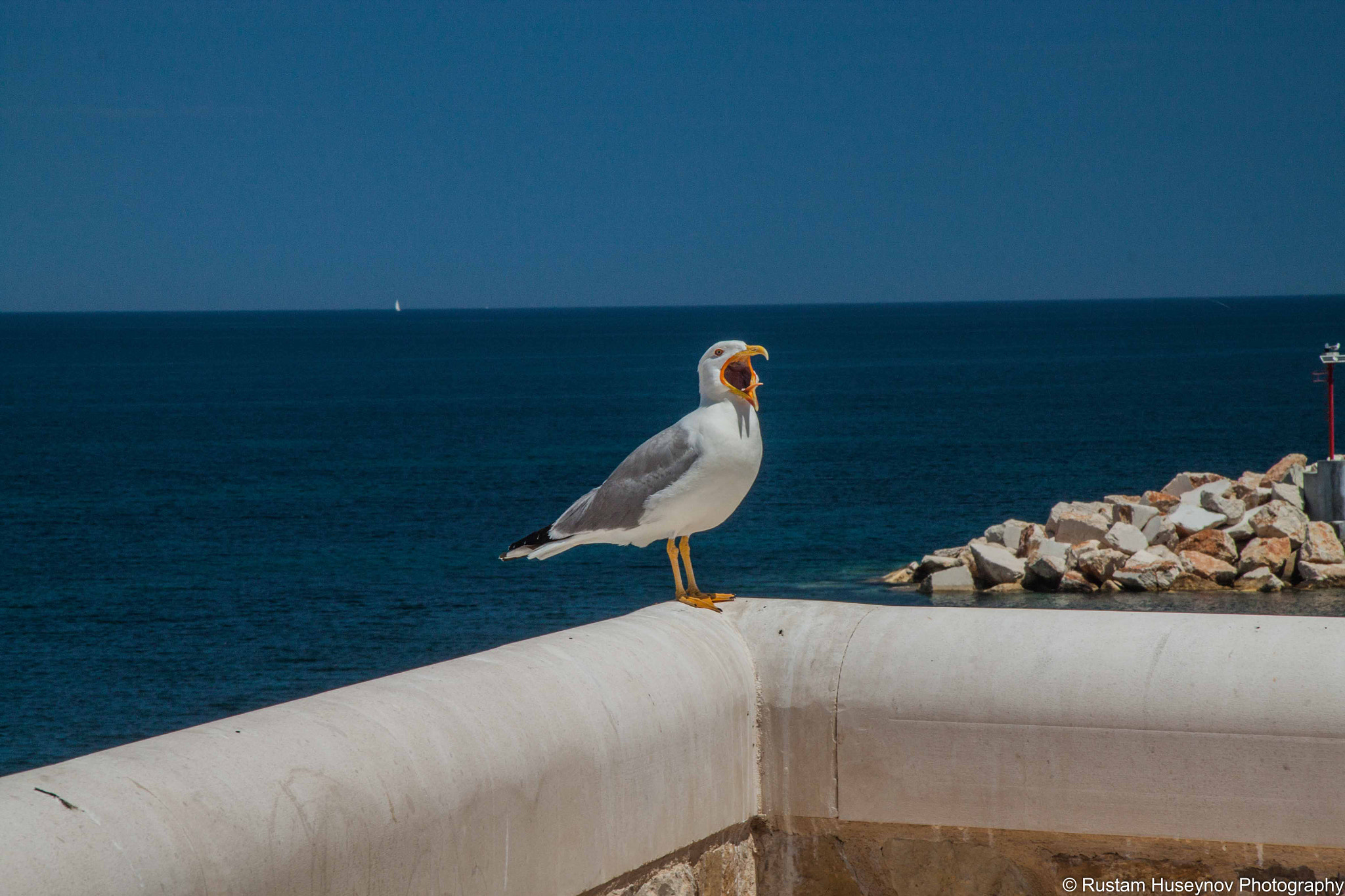 Canon EF-S 17-85mm F4-5.6 IS USM sample photo. Yawning seagull photography