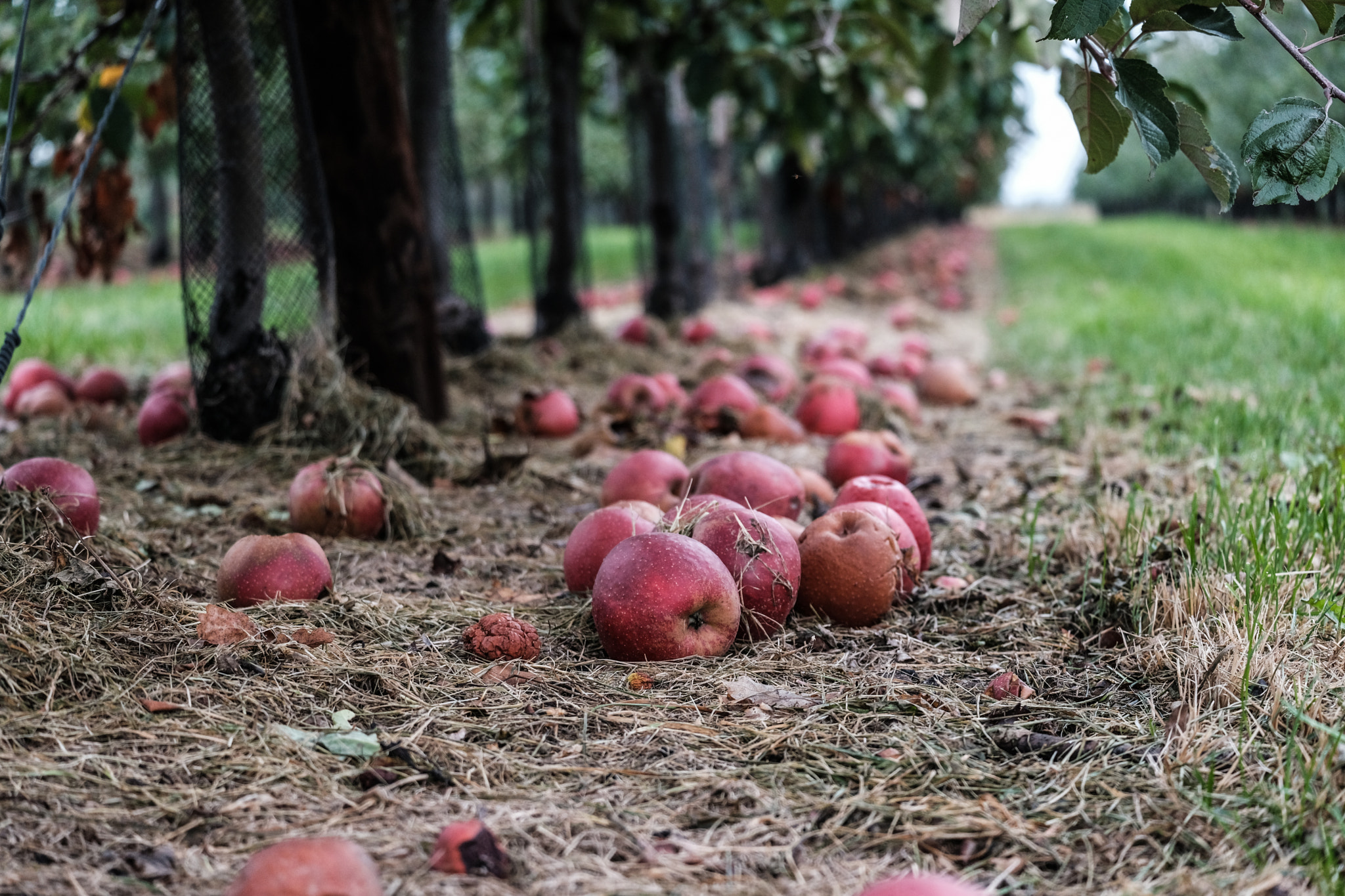 Fujifilm X-T2 + Fujifilm XC 50-230mm F4.5-6.7 OIS sample photo. Wasted fruit photography