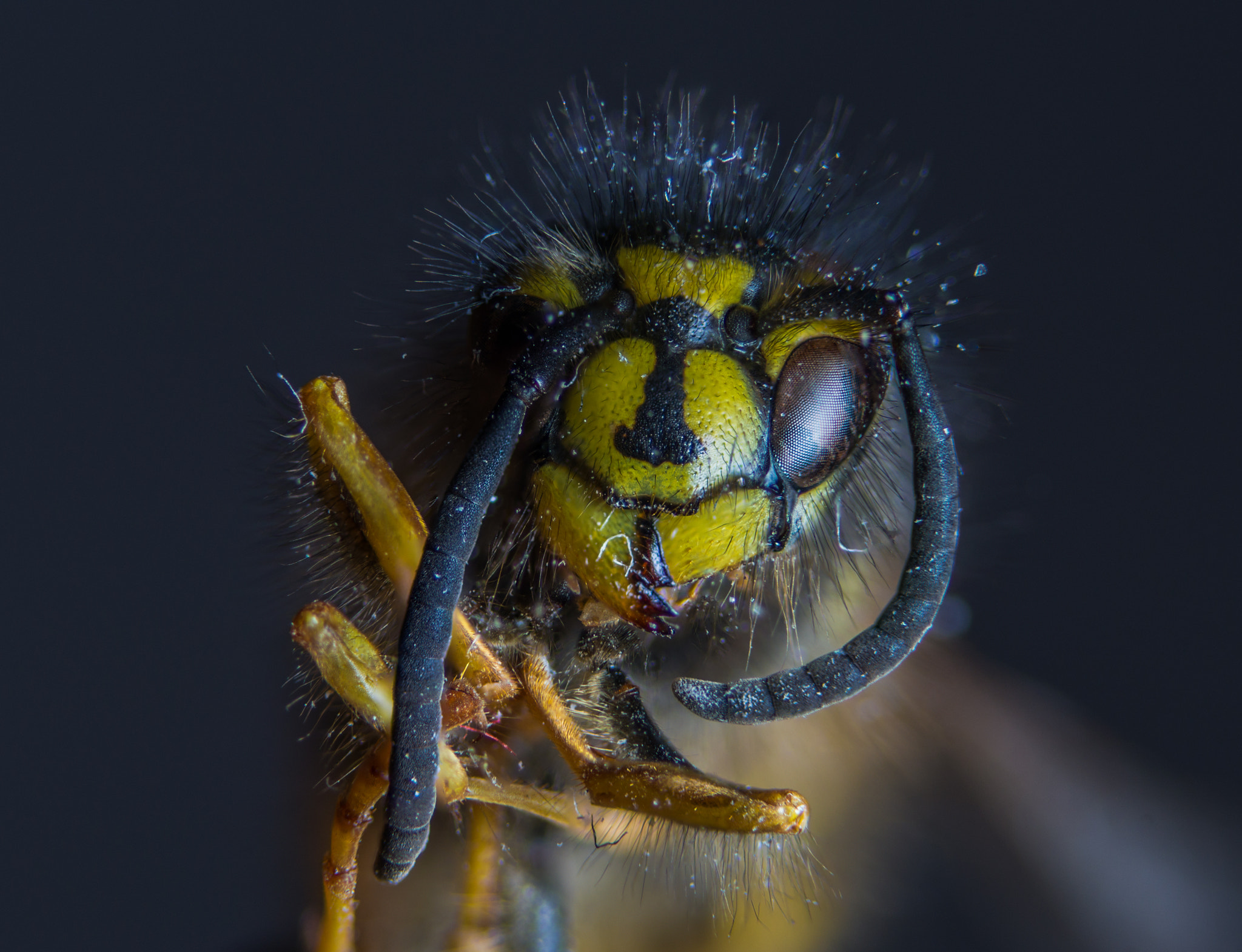 Sony a99 II + 90mm F2.8 Macro SSM sample photo. Dead wasp photography