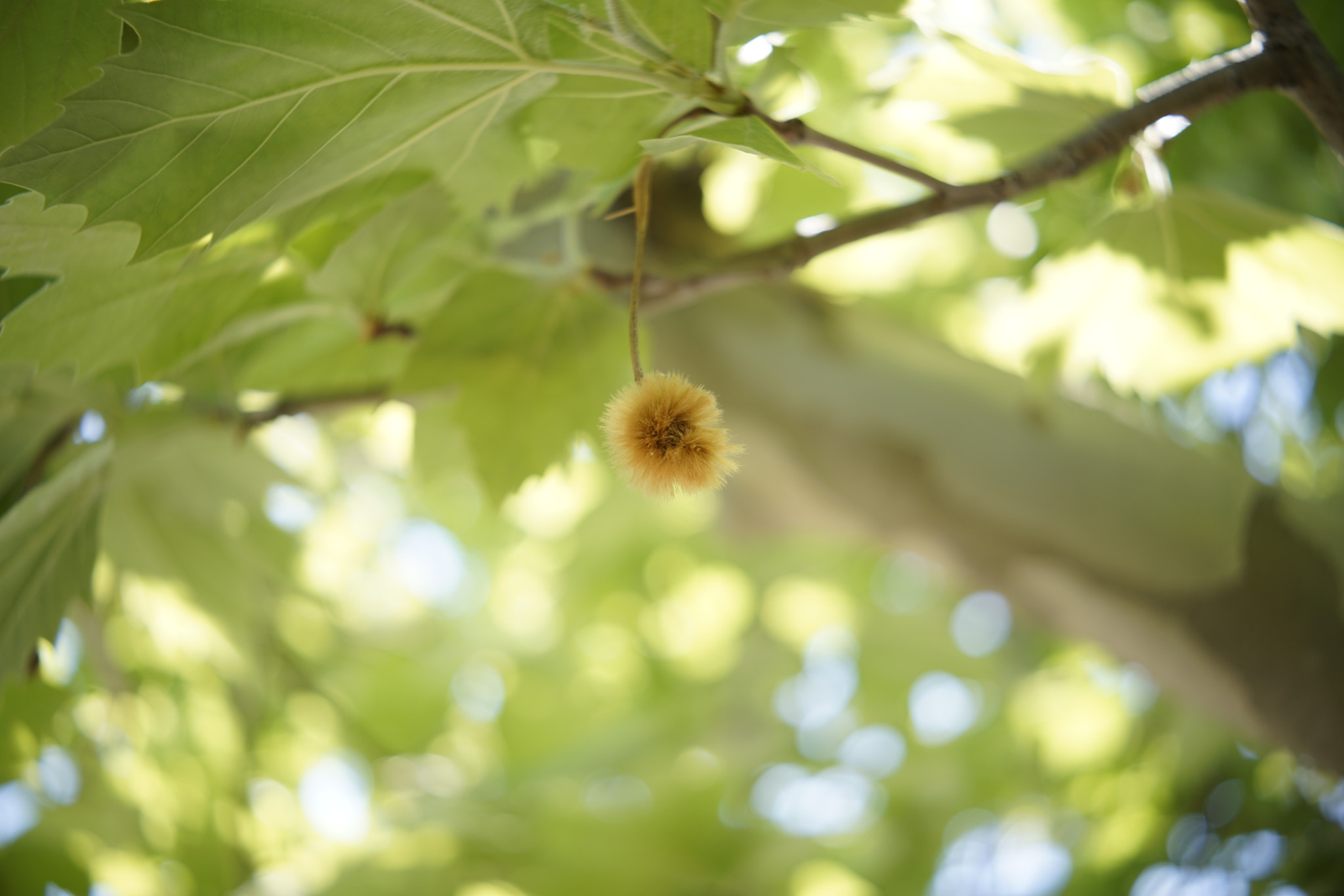 Sony a7 II + Canon EF 40mm F2.8 STM sample photo. Sicamore seed photography