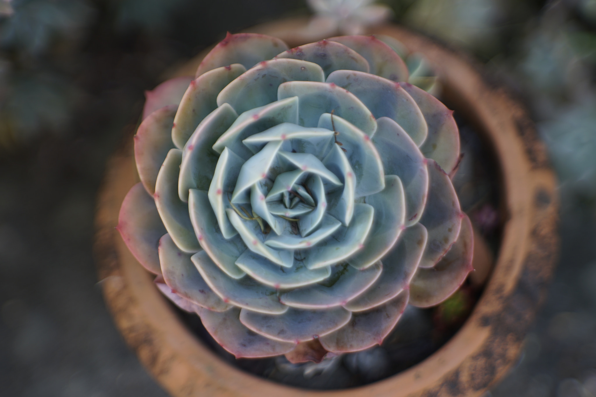 Sony a7 II + Canon EF 40mm F2.8 STM sample photo. Succulent. photography