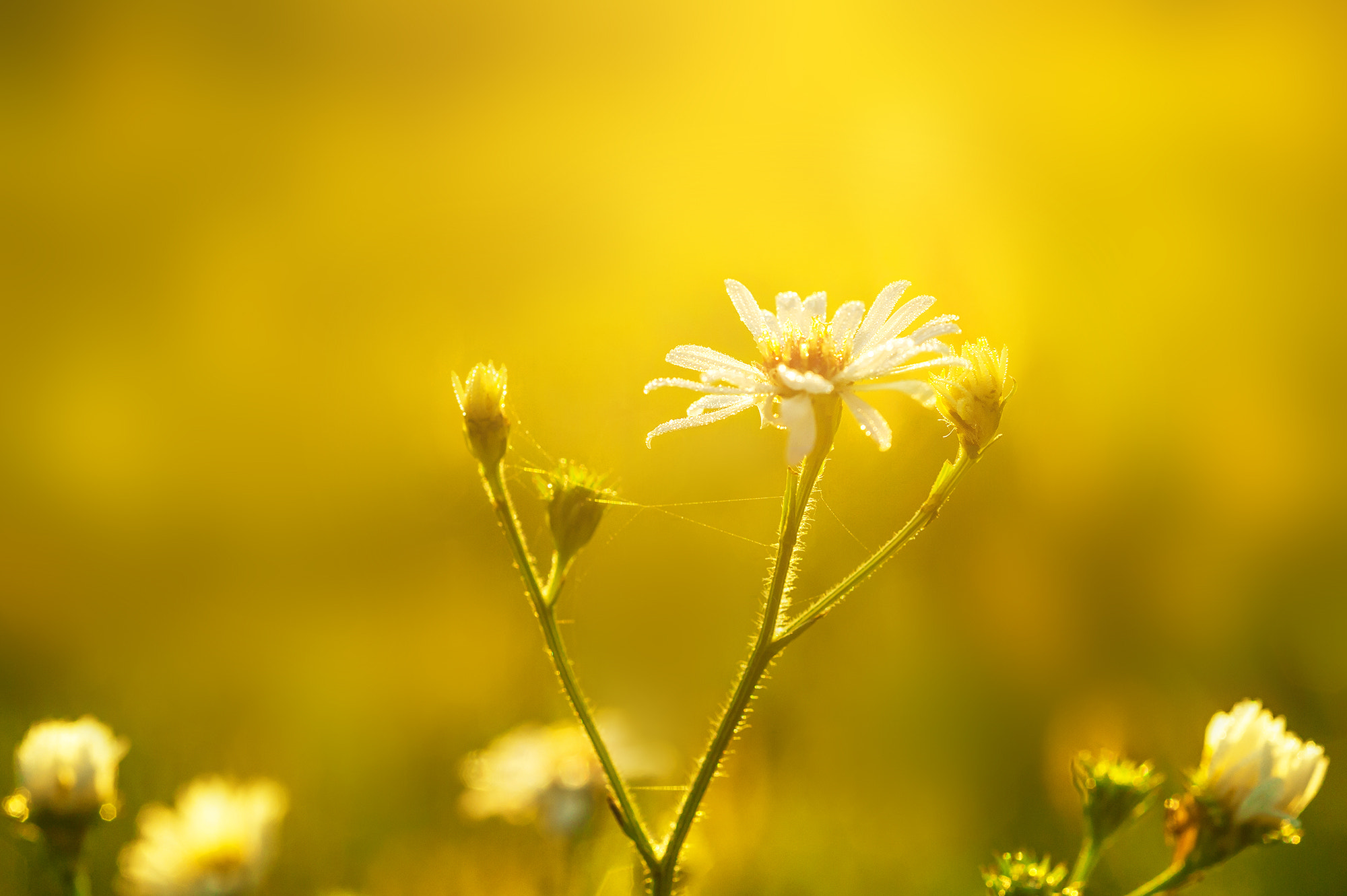 Nikon AF Micro-Nikkor 60mm F2.8D sample photo. Flower photography