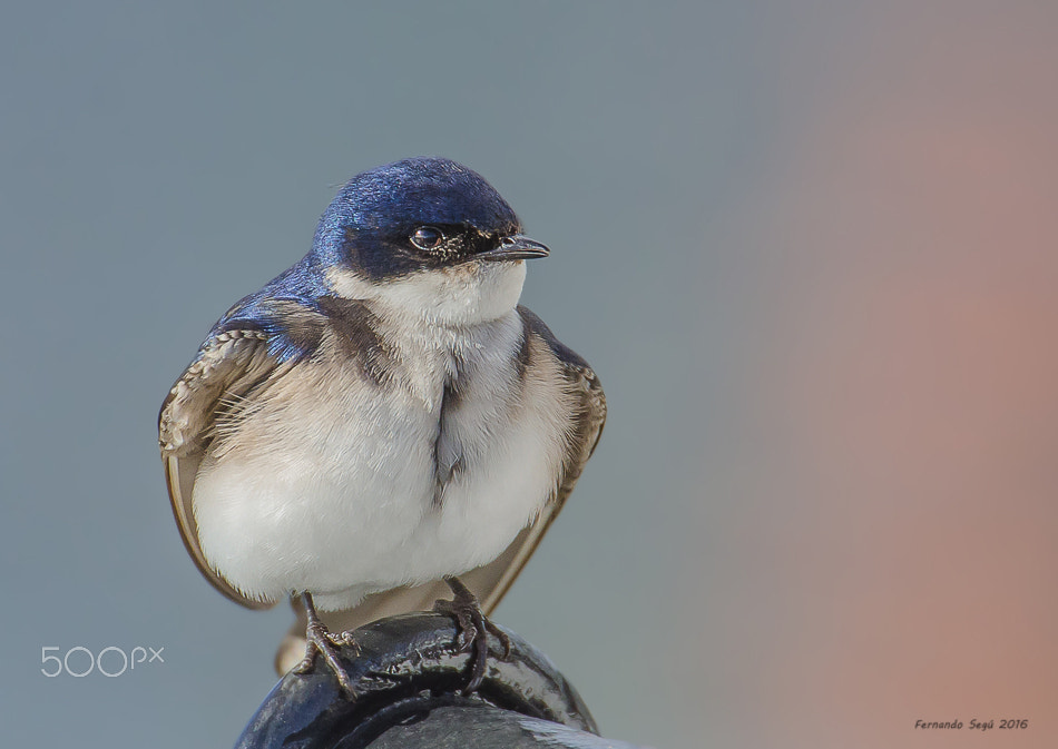 Sigma 50-500mm F4.5-6.3 DG OS HSM sample photo. Swallow photography