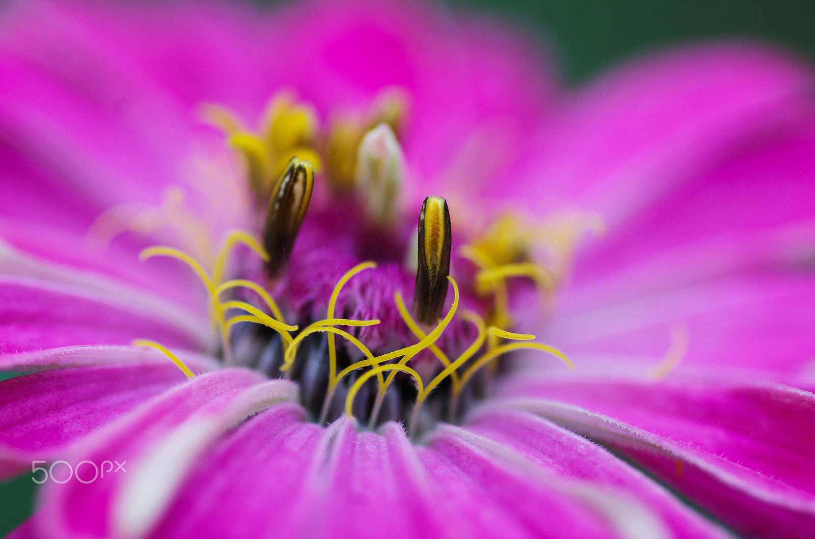Pentax smc D-FA 100mm F2.8 Macro WR sample photo. Autumn - flowers photography