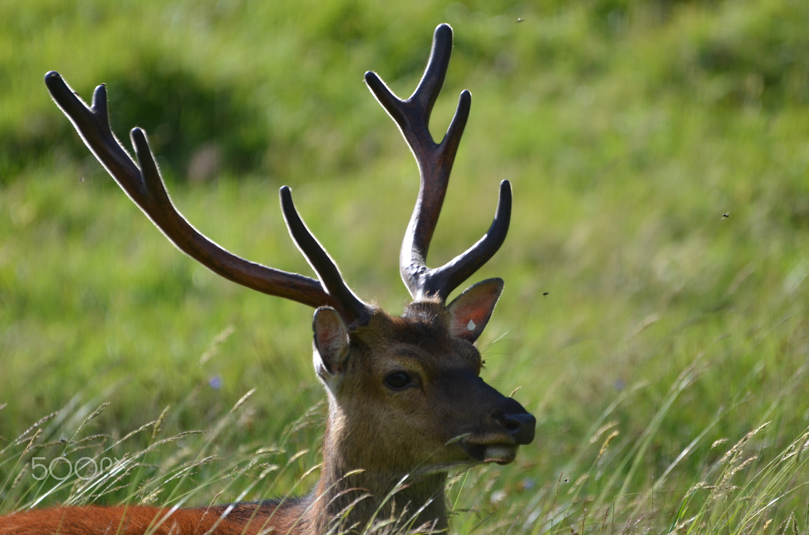 Sigma 120-400mm F4.5-5.6 DG OS HSM sample photo. Cervide photography