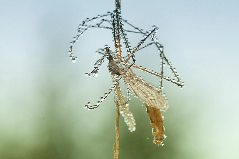 Sony Alpha DSLR-A700 + Tamron SP AF 90mm F2.8 Di Macro sample photo. Cranefly full of drops! photography
