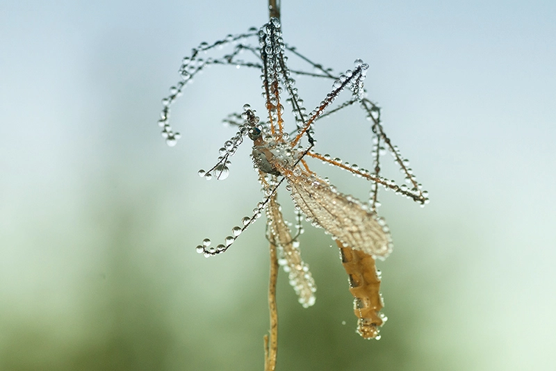 Sony Alpha DSLR-A700 sample photo. Cranefly full of drops! photography