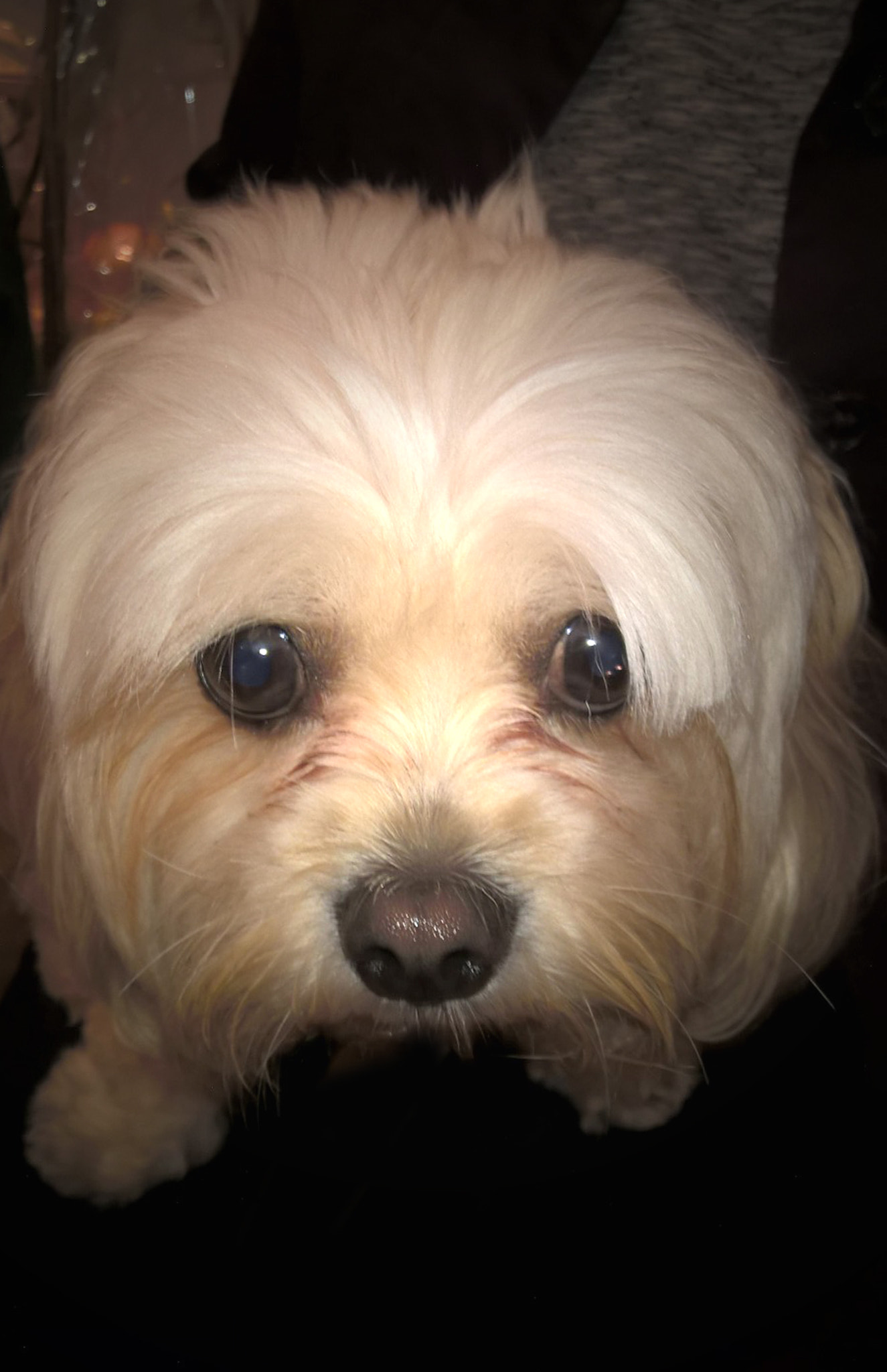 Nokia Lumia 830 sample photo. Bright eyes photography