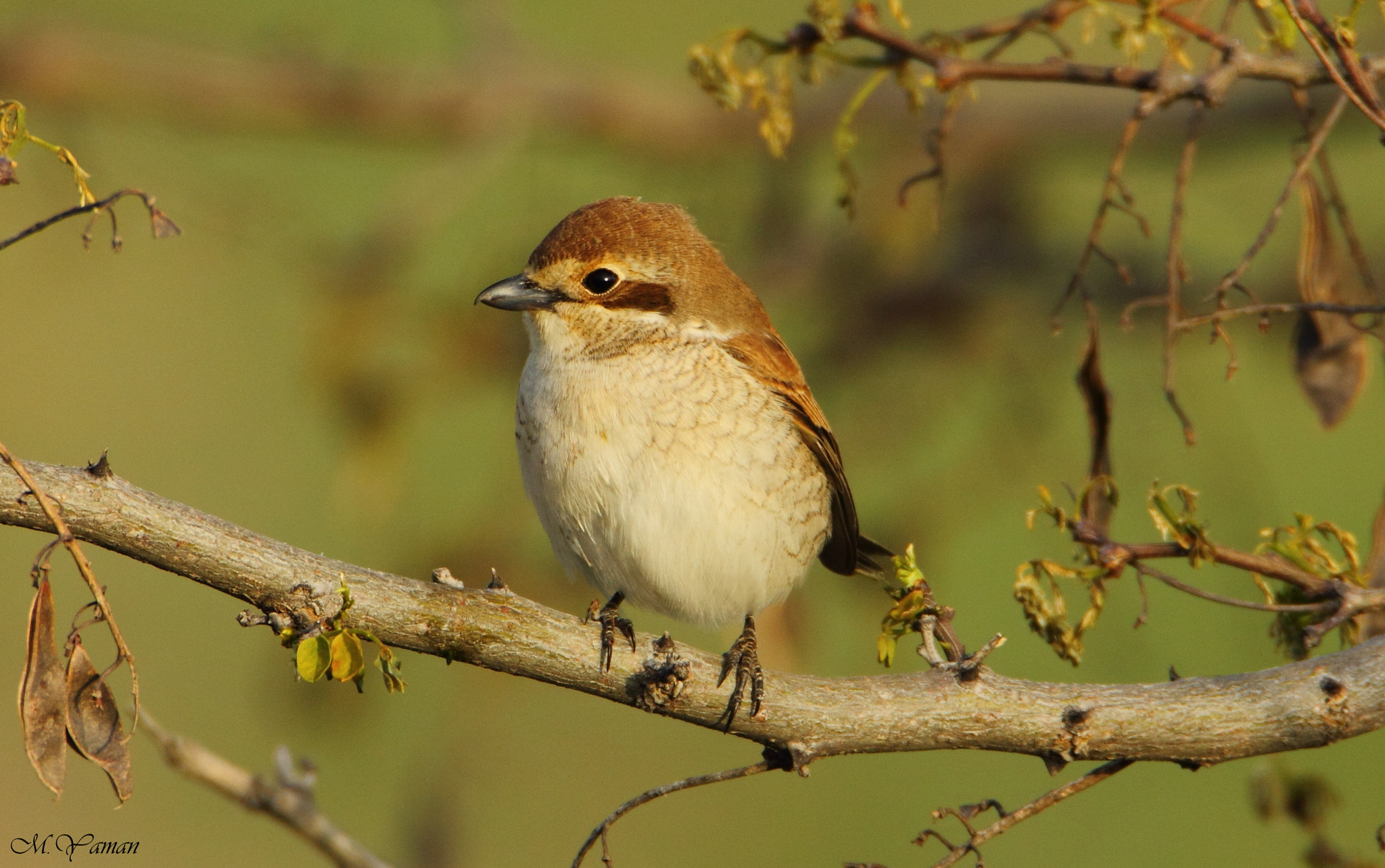 Tamron SP 150-600mm F5-6.3 Di VC USD sample photo. Kızılsırtlı örümcekkuşu » red-backed shrike photography