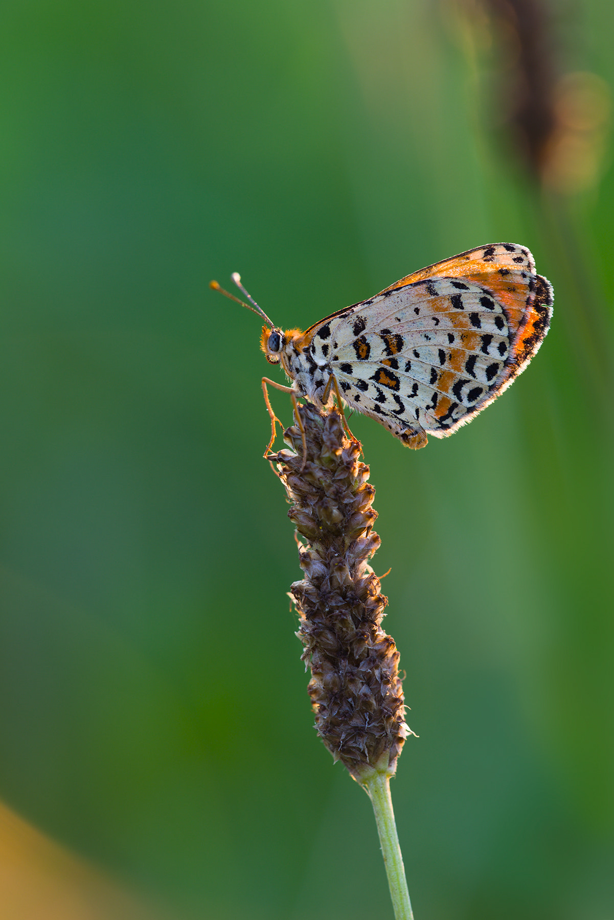 Sigma 150mm F2.8 EX DG Macro HSM sample photo. Butterfly photography